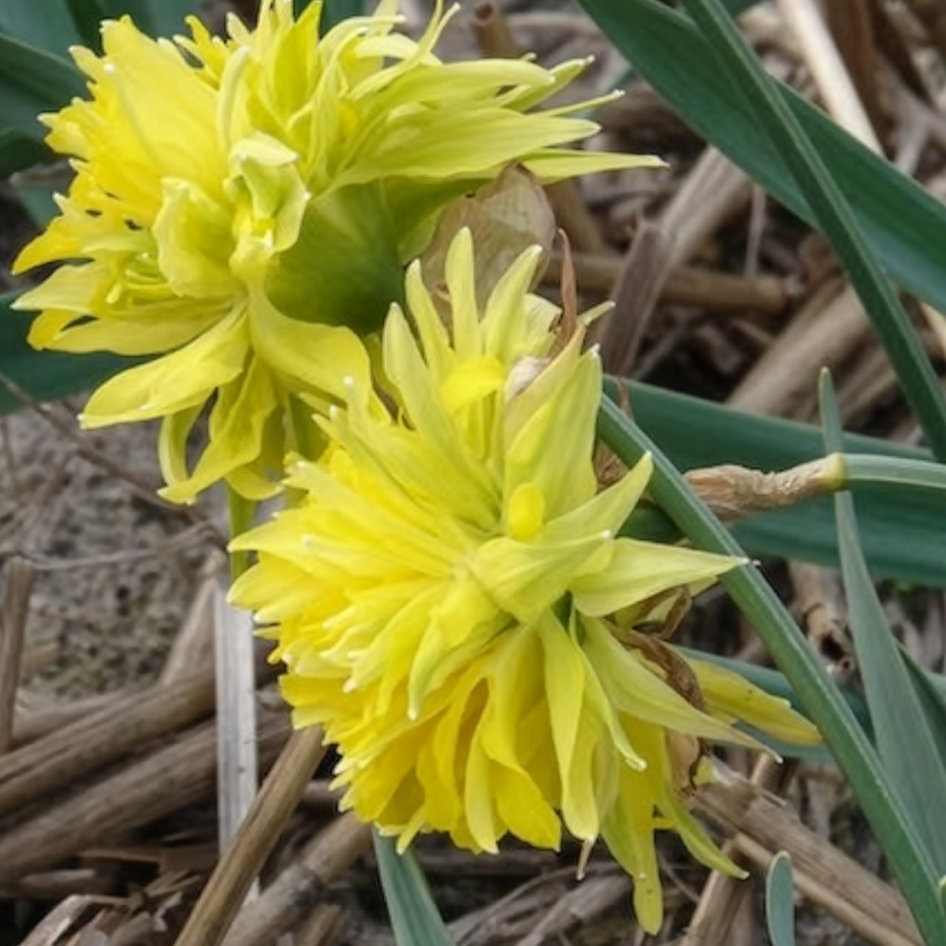 Verkauf Narzissen 'Rip van Winkle' (x5) - Narcissus Rip van Winkle