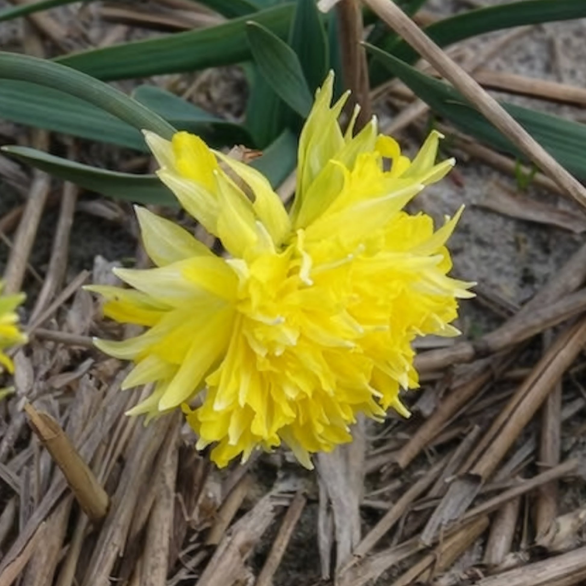 Narcissus Rip van Winkle - Narzissen 'Rip van Winkle' (x5) - Narzissen-Zwiebeln