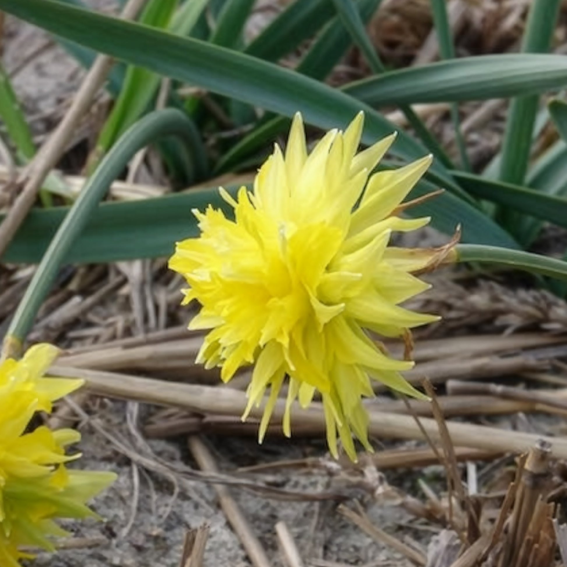 Narzissen-Zwiebeln - Narzissen 'Rip van Winkle' (x5) - Narcissus Rip van Winkle