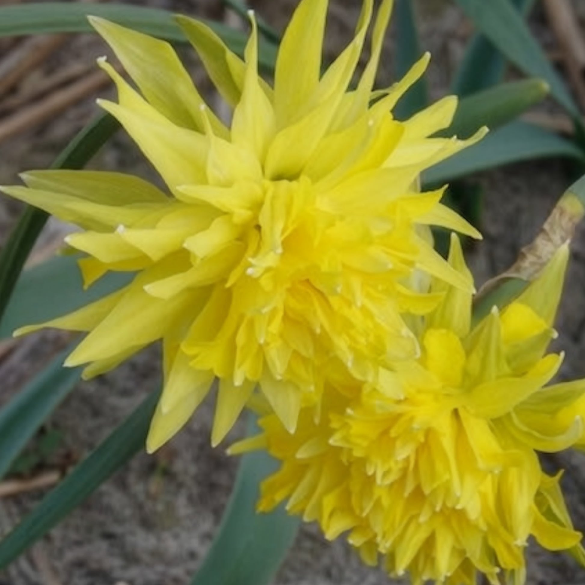 Verkauf Narzissen 'Rip van Winkle' (x5)