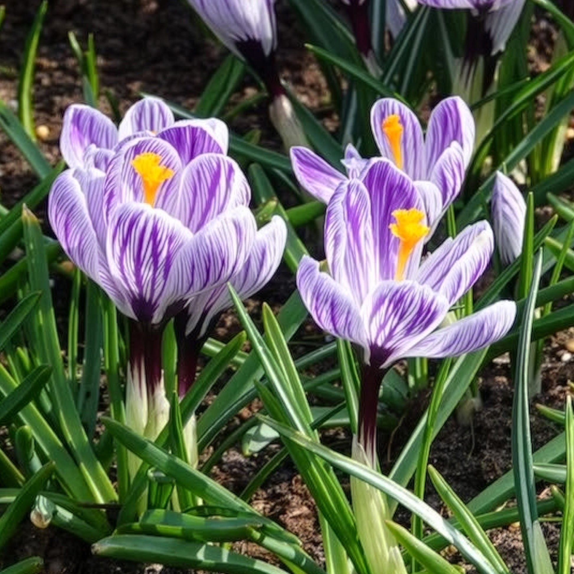 Verkauf Krokus-Zwiebeln - Krokus 'Pickwick' (x15)