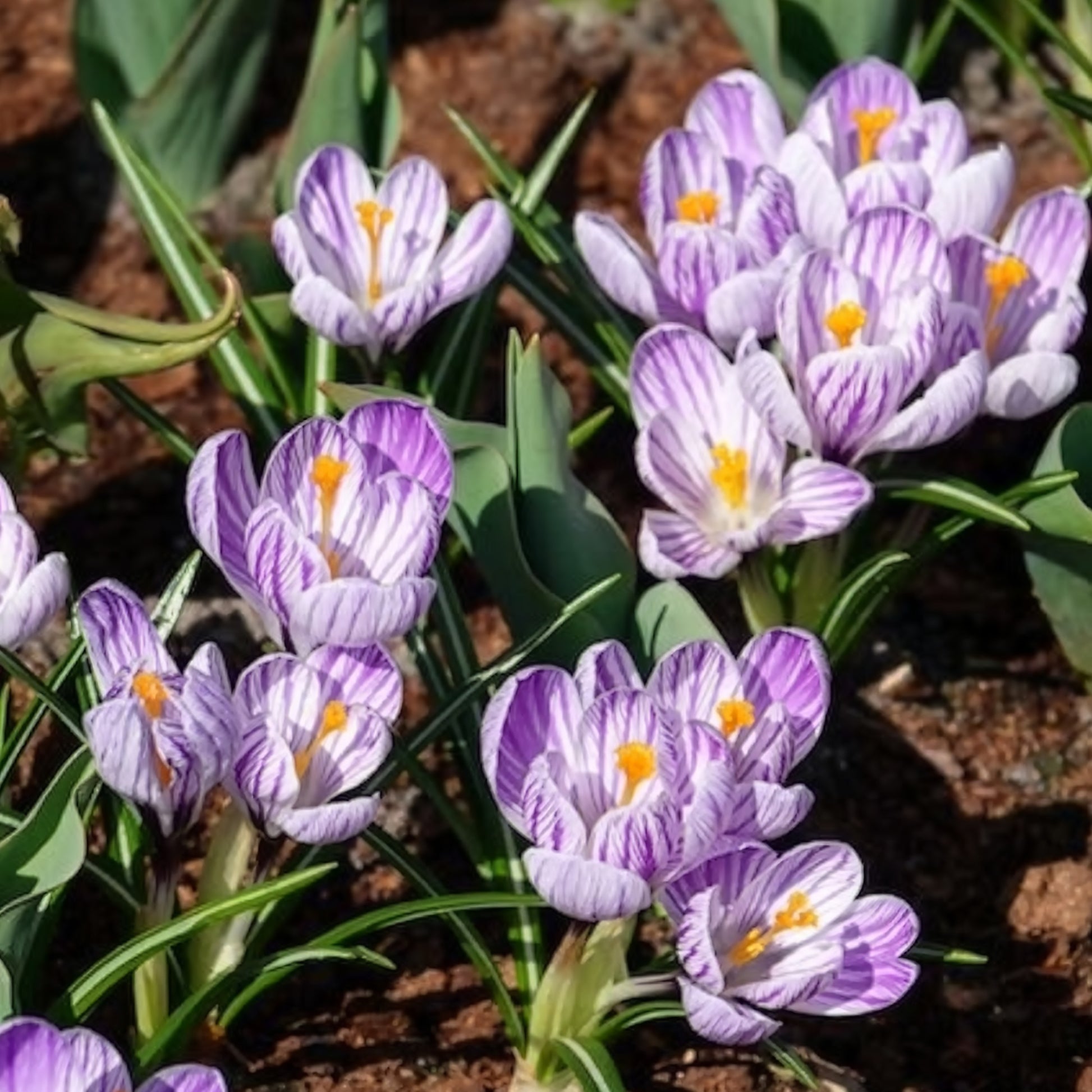 Verkauf Krokus 'Pickwick' (x15)