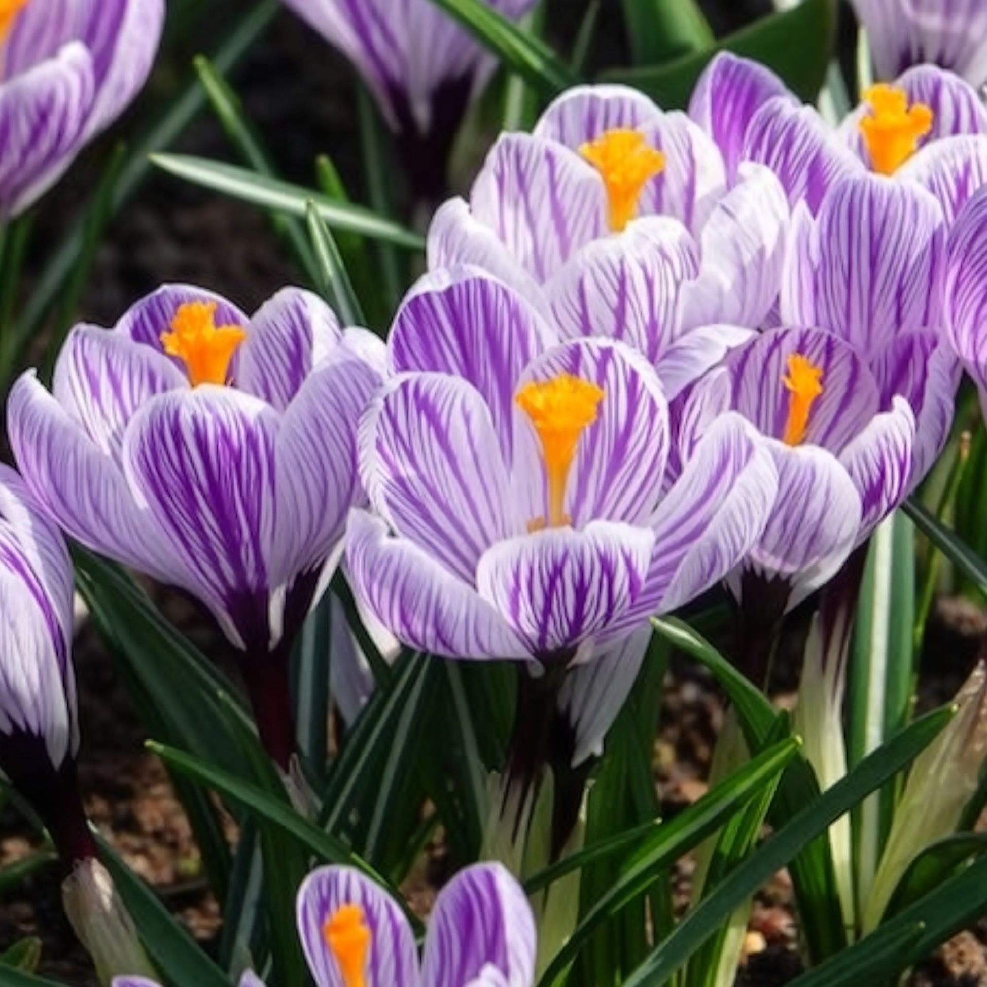 Krokus 'Pickwick' (x15) - Krokus-Zwiebeln - Bakker