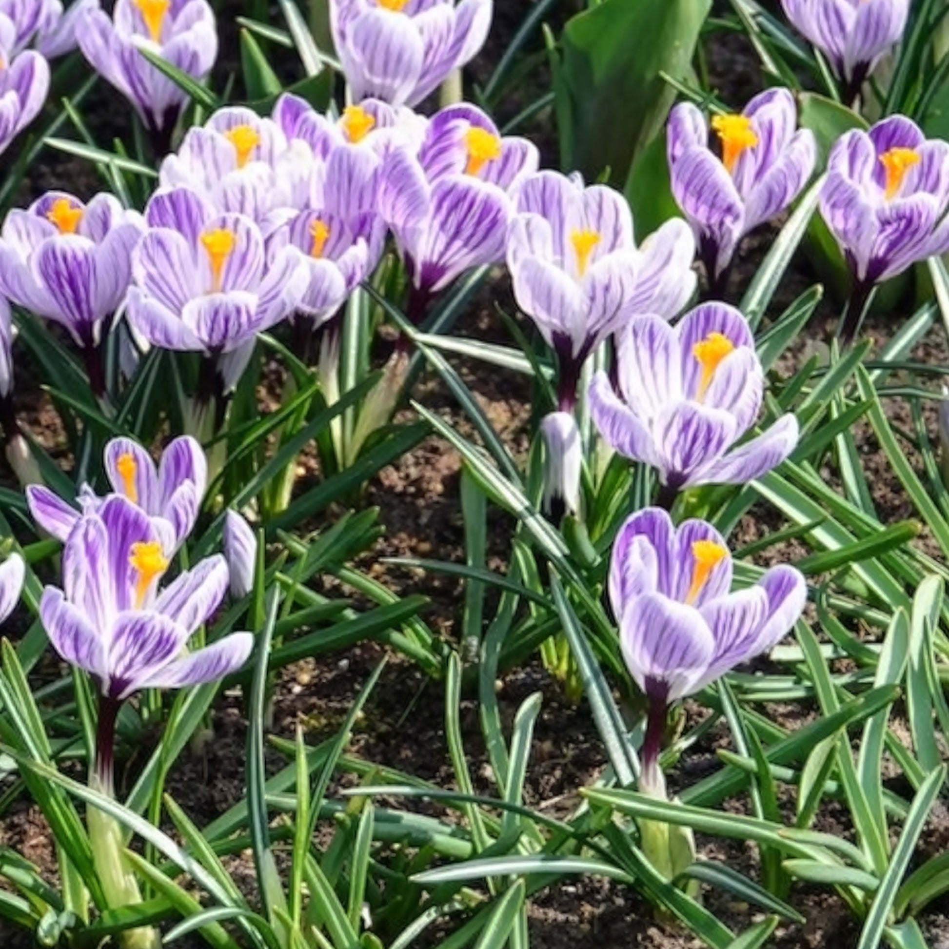 Verkauf Krokus 'Pickwick' (x15) - Krokus-Zwiebeln