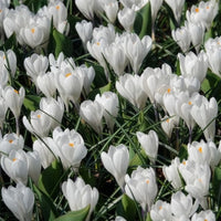Verkauf Krokusse ‘Jeanne d’Arc’ (x15) - Crocus vernus jeanne d'arc