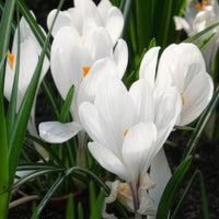 Krokusse ‘Jeanne d’Arc’ (x15) - Krokus-Zwiebeln - Bakker