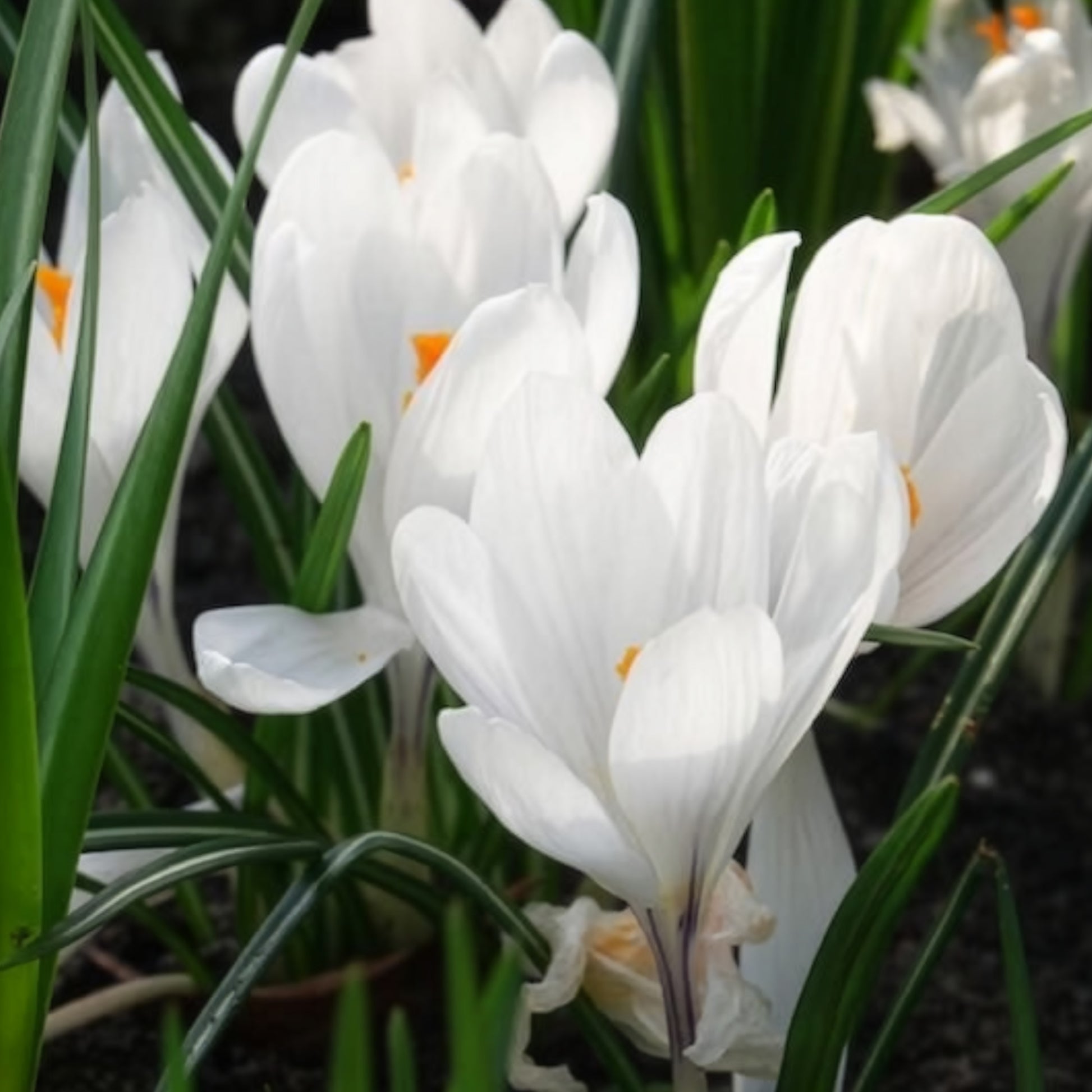 Krokusse ‘Jeanne d’Arc’ (x15) - Krokus-Zwiebeln - Bakker