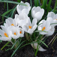 Verkauf Krokusse ‘Jeanne d’Arc’ (x15)