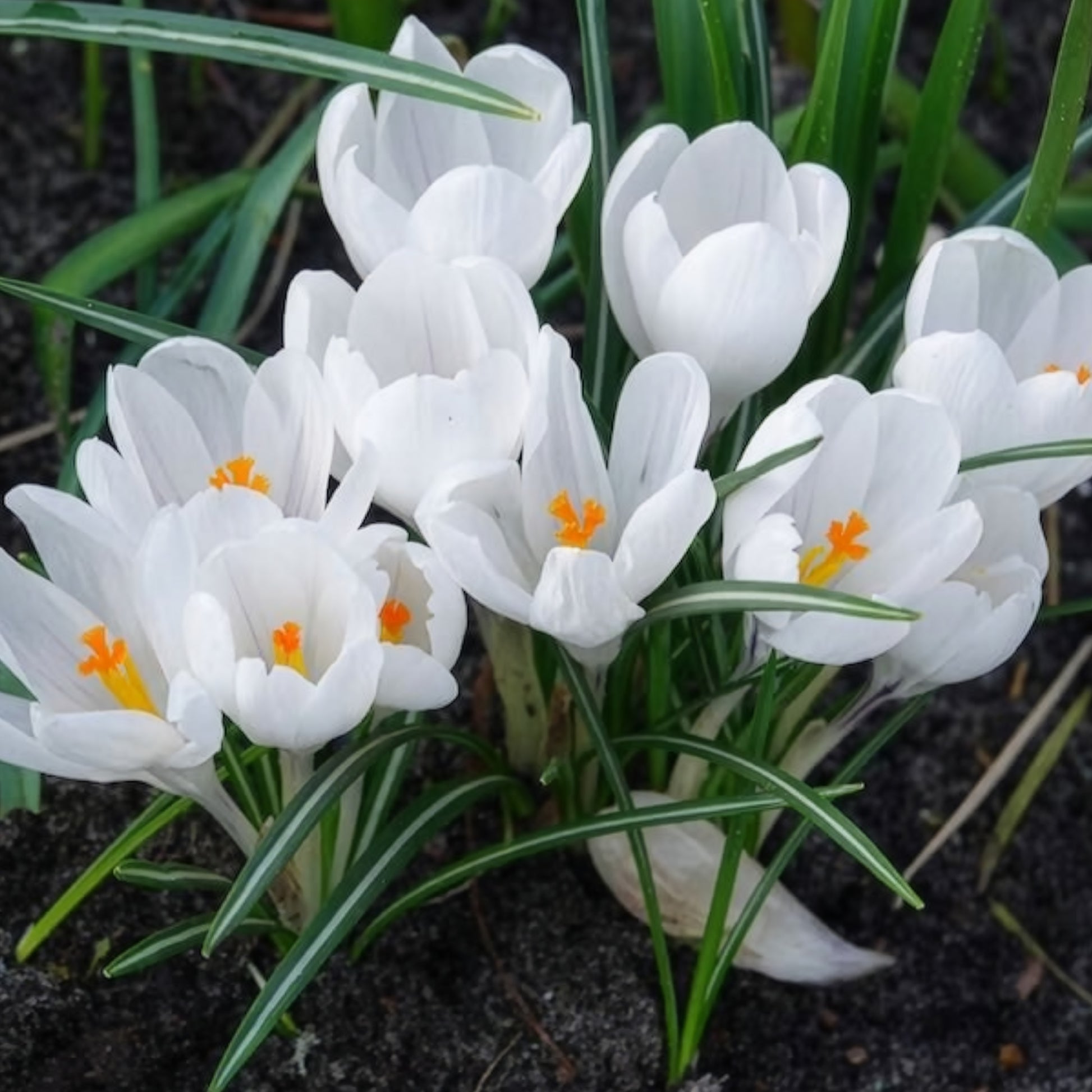 Verkauf Krokusse ‘Jeanne d’Arc’ (x15)