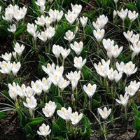 Verkauf Krokusse ‘Jeanne d’Arc’ (x15) - Krokus-Zwiebeln