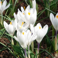 Krokus-Zwiebeln - Krokusse ‘Jeanne d’Arc’ (x15) - Crocus vernus jeanne d'arc