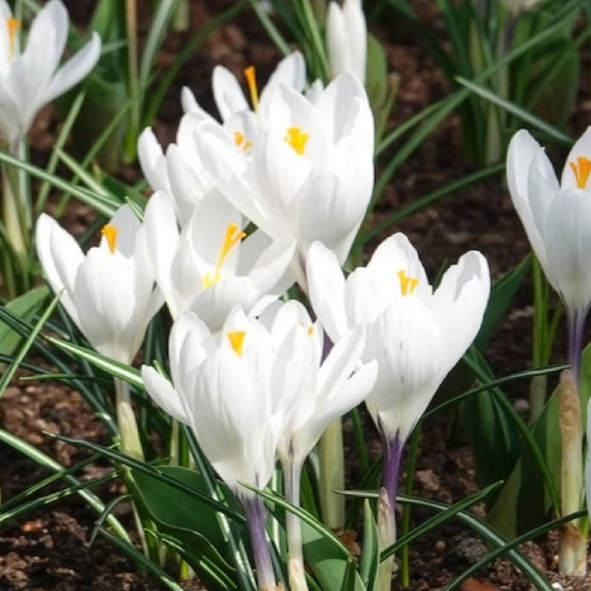 Krokus-Zwiebeln - Krokusse ‘Jeanne d’Arc’ (x15) - Crocus vernus jeanne d'arc