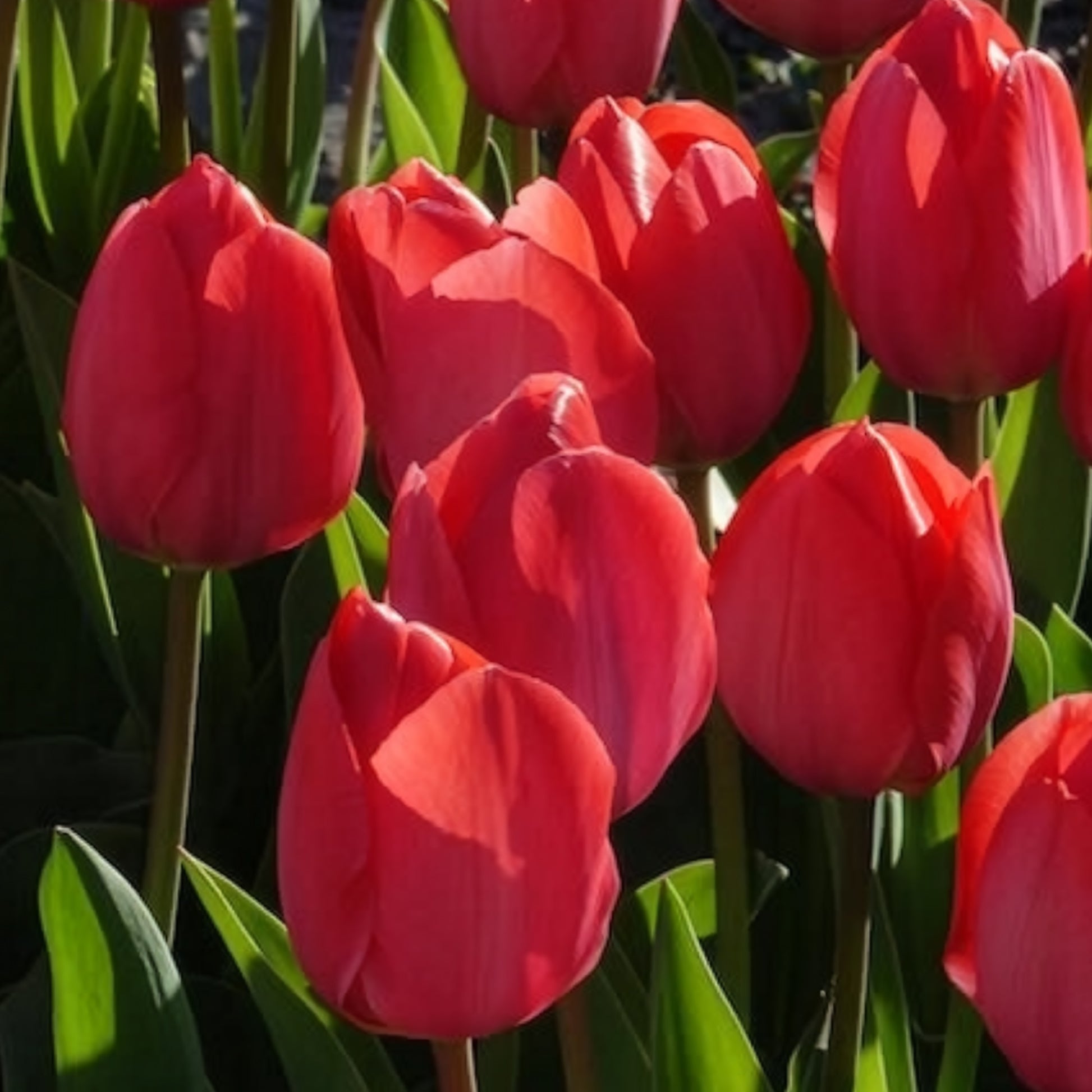 Tulpen-Zwiebeln - Tulpen 'Van Eijk' (x10) - Tulipa Van Eijk