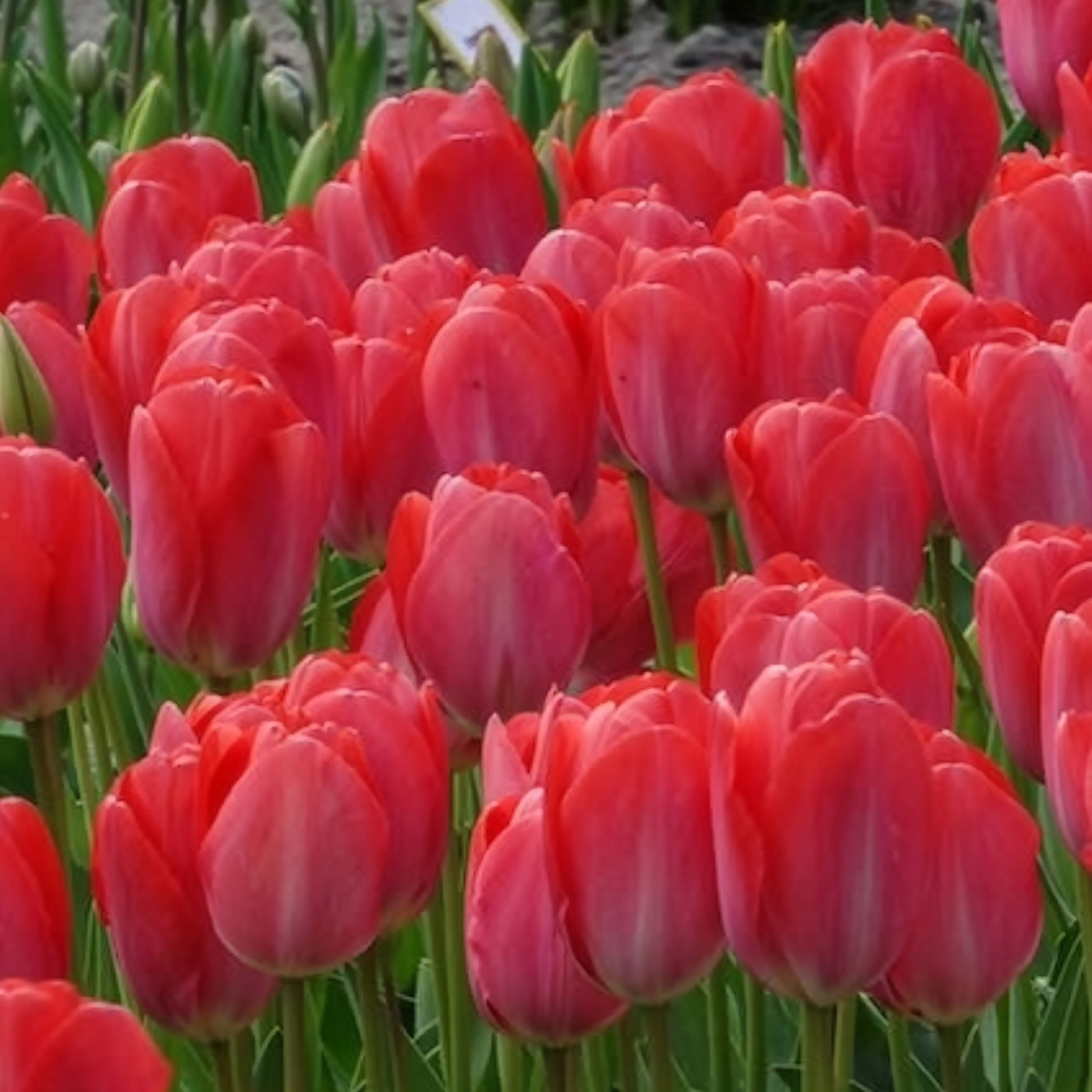 Verkauf Tulpen 'Van Eijk' (x10) - Tulipa Van Eijk