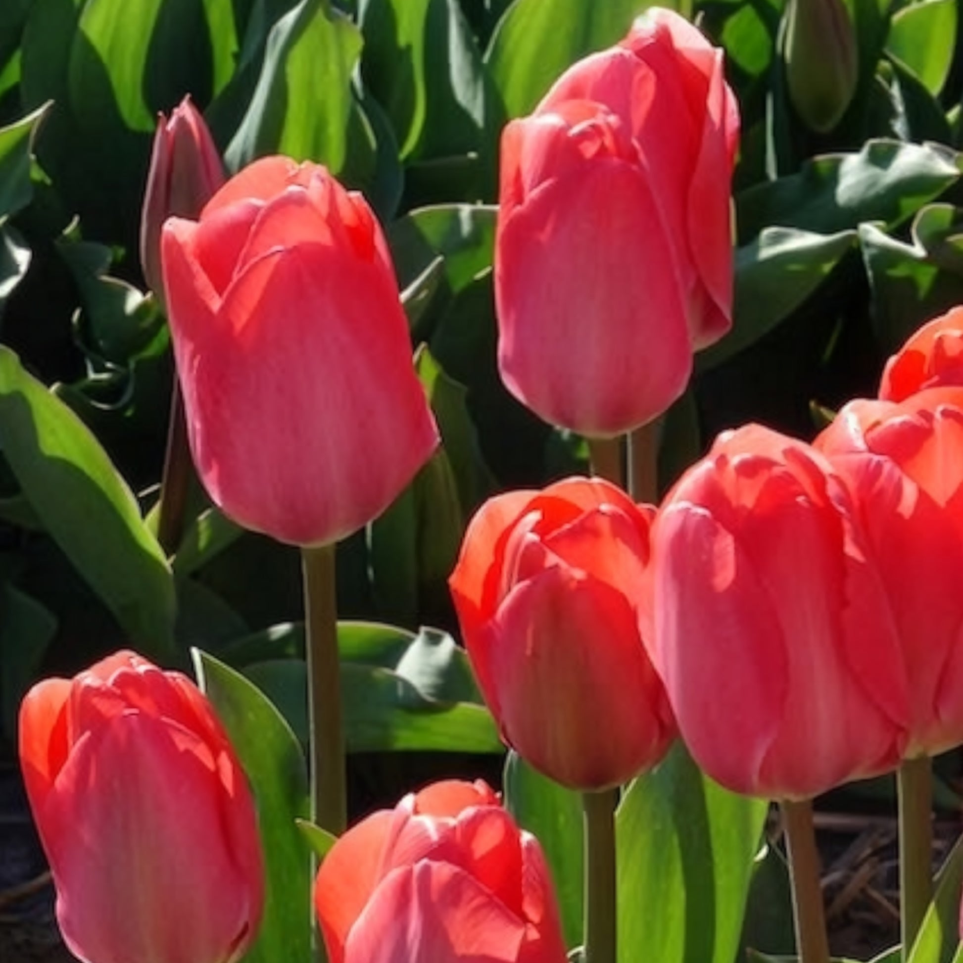 Verkauf Tulpen 'Van Eijk' (x10)