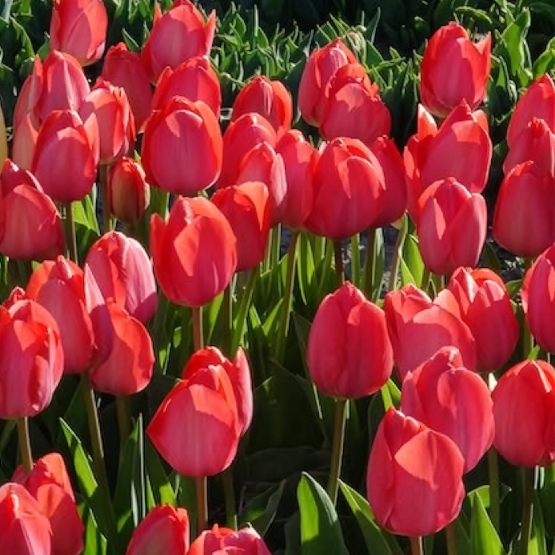 Tulipa Van Eijk - Tulpen 'Van Eijk' (x10) - Tulpen-Zwiebeln