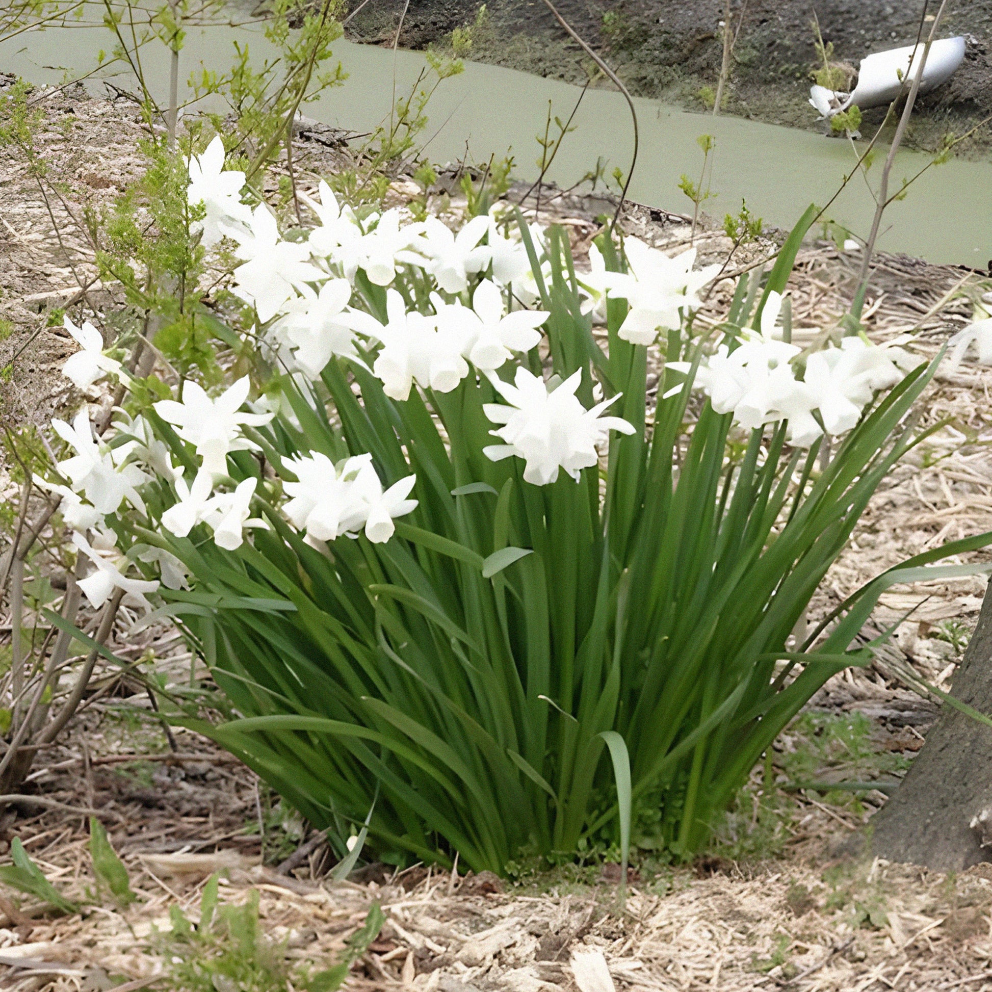 Narcissus triandrus Thalia - Narzisse 'Thalia' (x7) - Narzissen-Zwiebeln