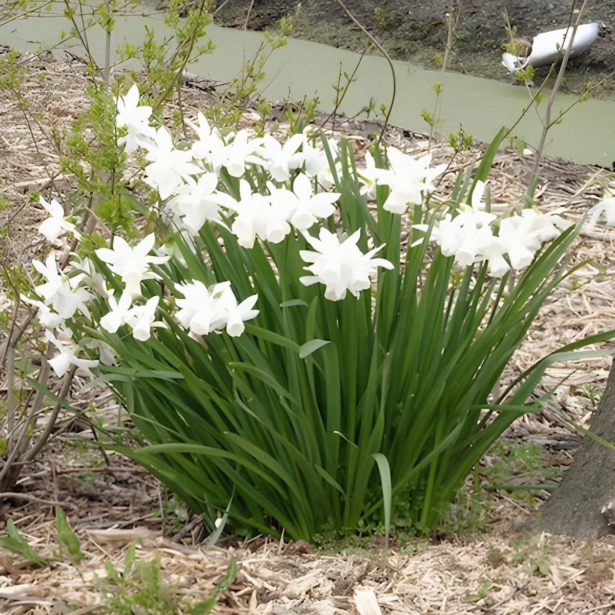 Narcissus triandrus Thalia - Narzisse 'Thalia' (x7) - Narzissen-Zwiebeln