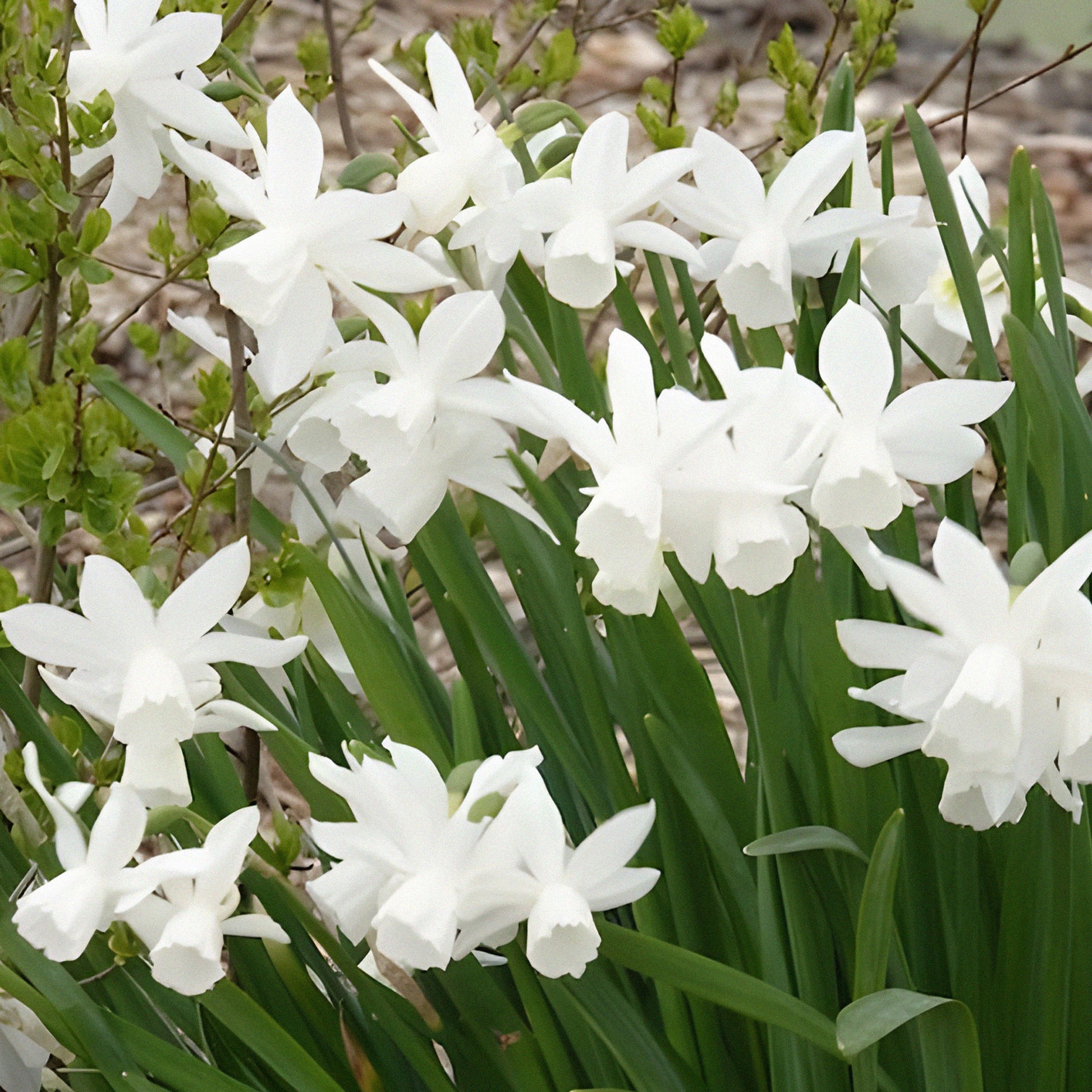 Narzissen-Zwiebeln - Narzisse 'Thalia' (x7) - Narcissus triandrus Thalia