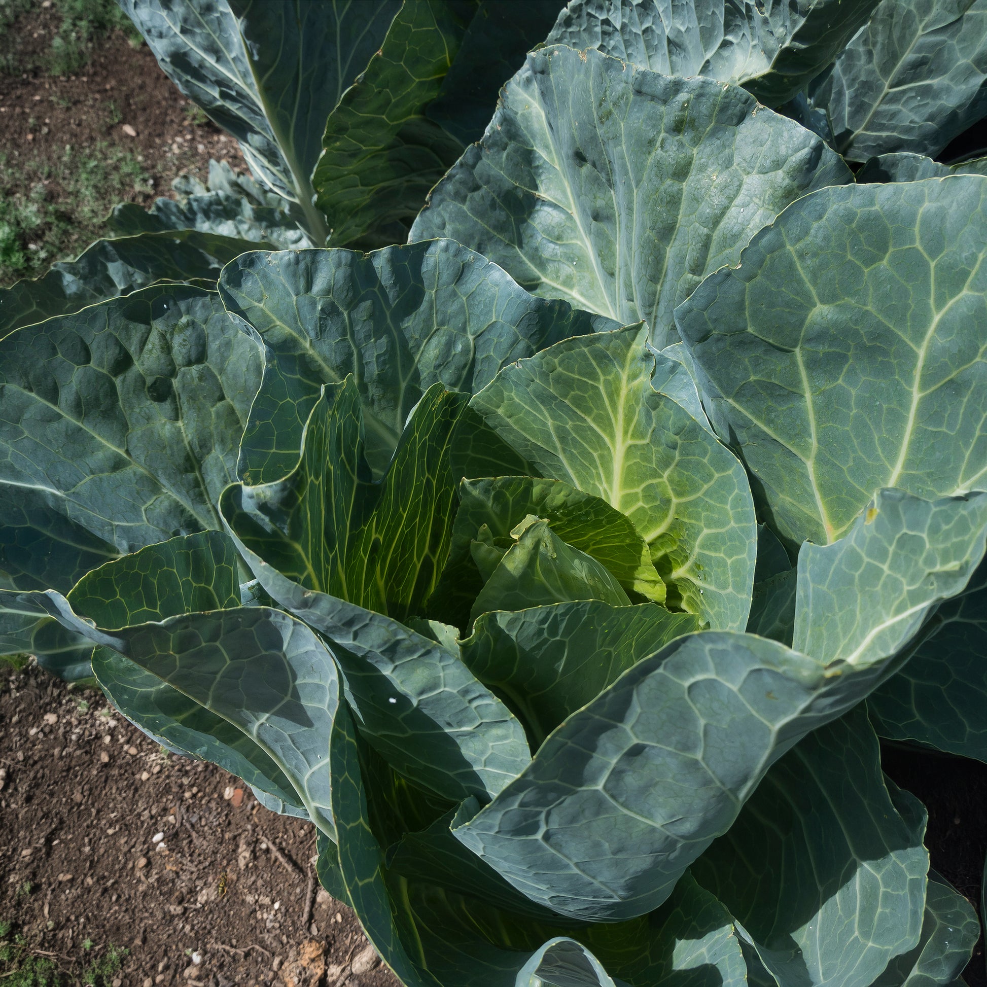 Samen für Kohl - Weißkohl ‘De Brunswick’ - Brassica oleracea capitata de brunswick