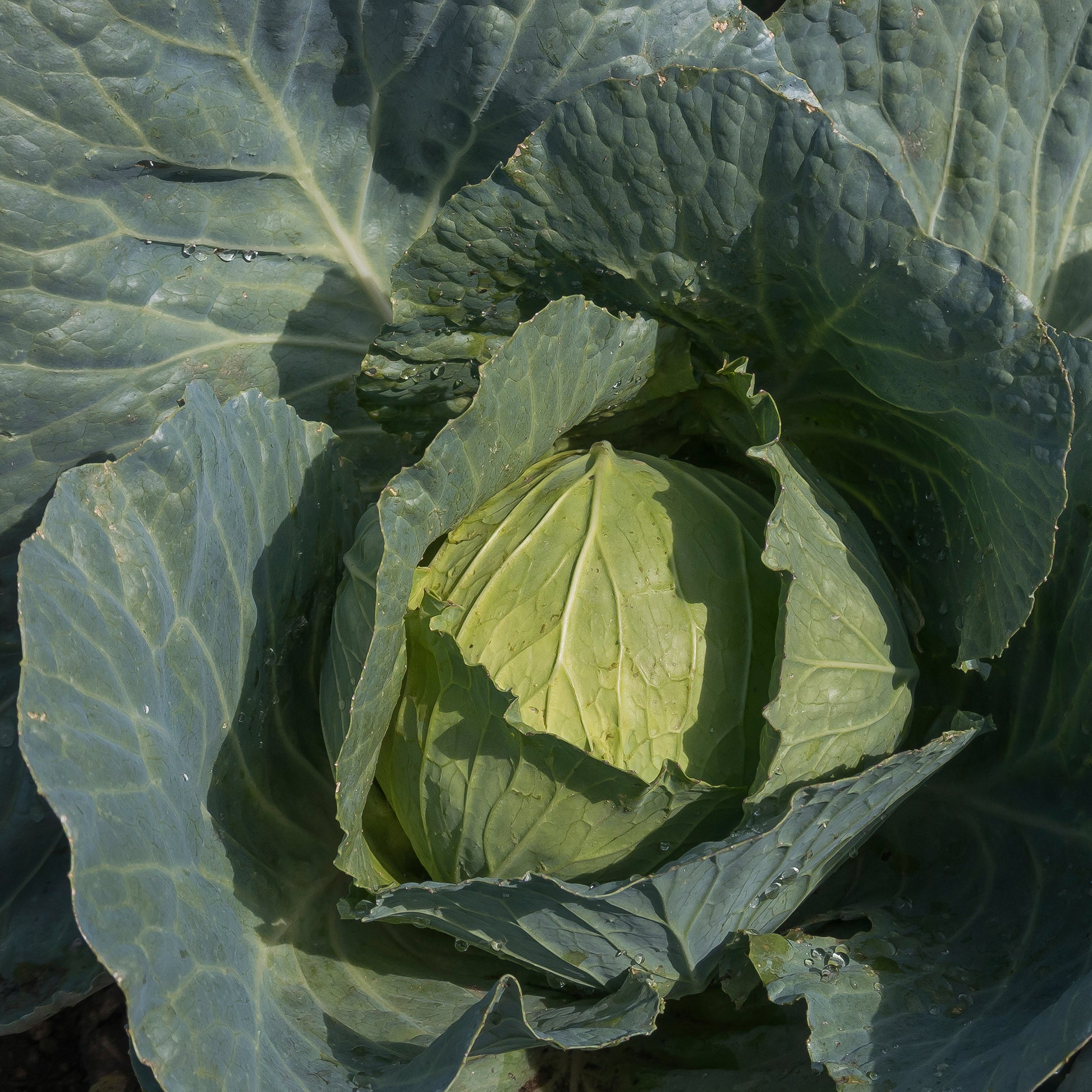 Verkauf Weißkohl ‘De Brunswick’ - Brassica oleracea capitata de brunswick