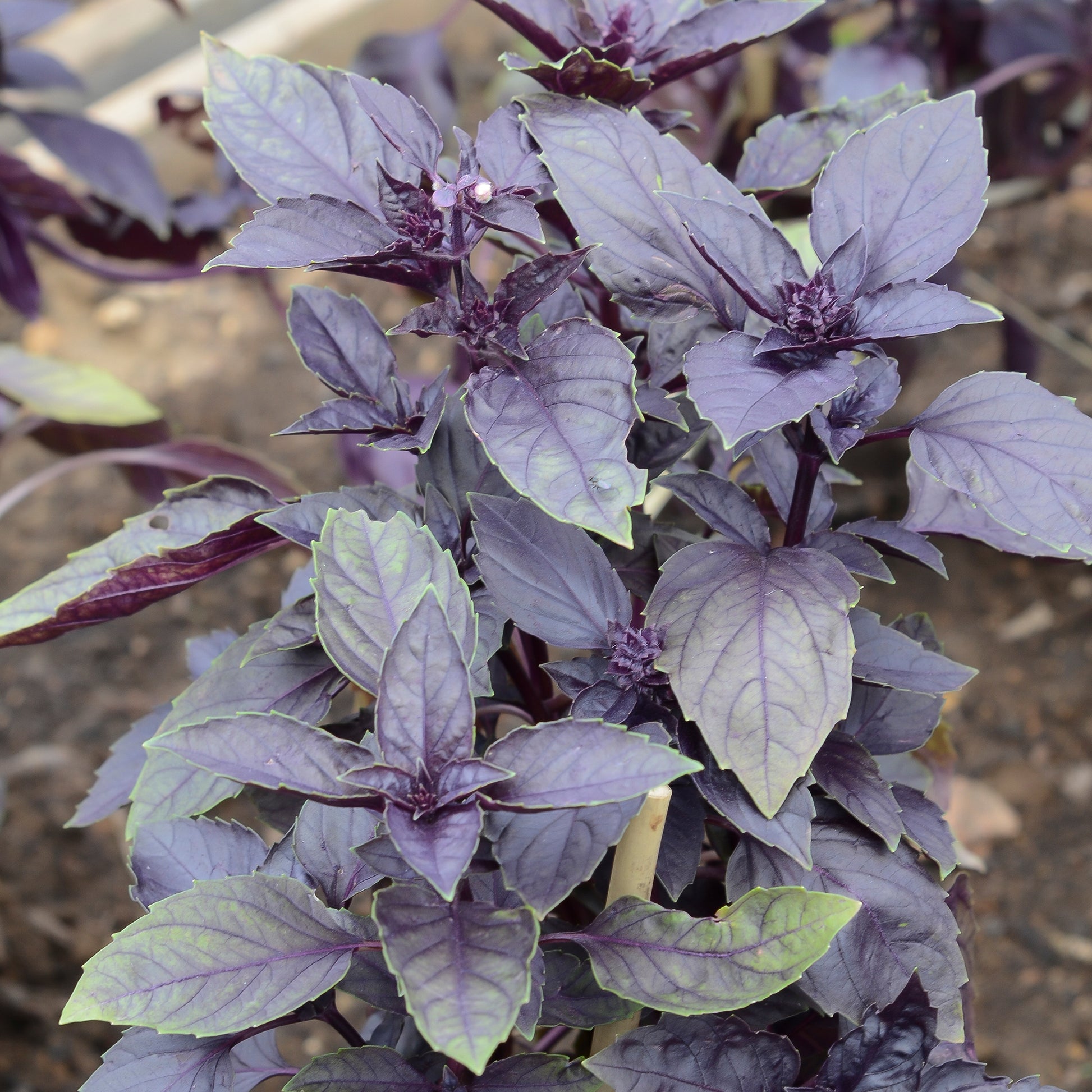 Ocimum basilicum dark opal - Rotblättriger Basilikum Dark Opal Bio - Bio-Kräuter