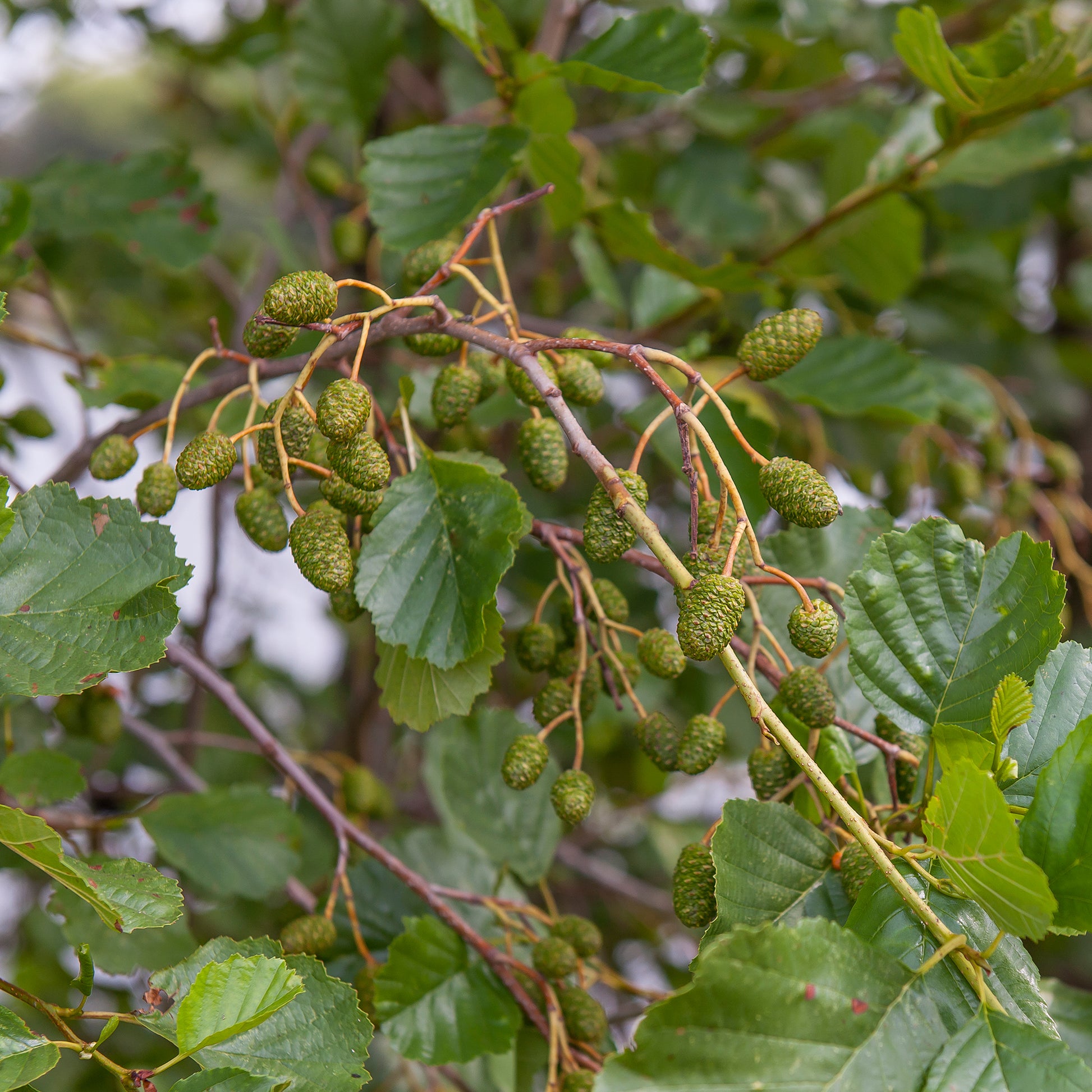 Schwarz-Erle - Alnus glutinosa - Bakker