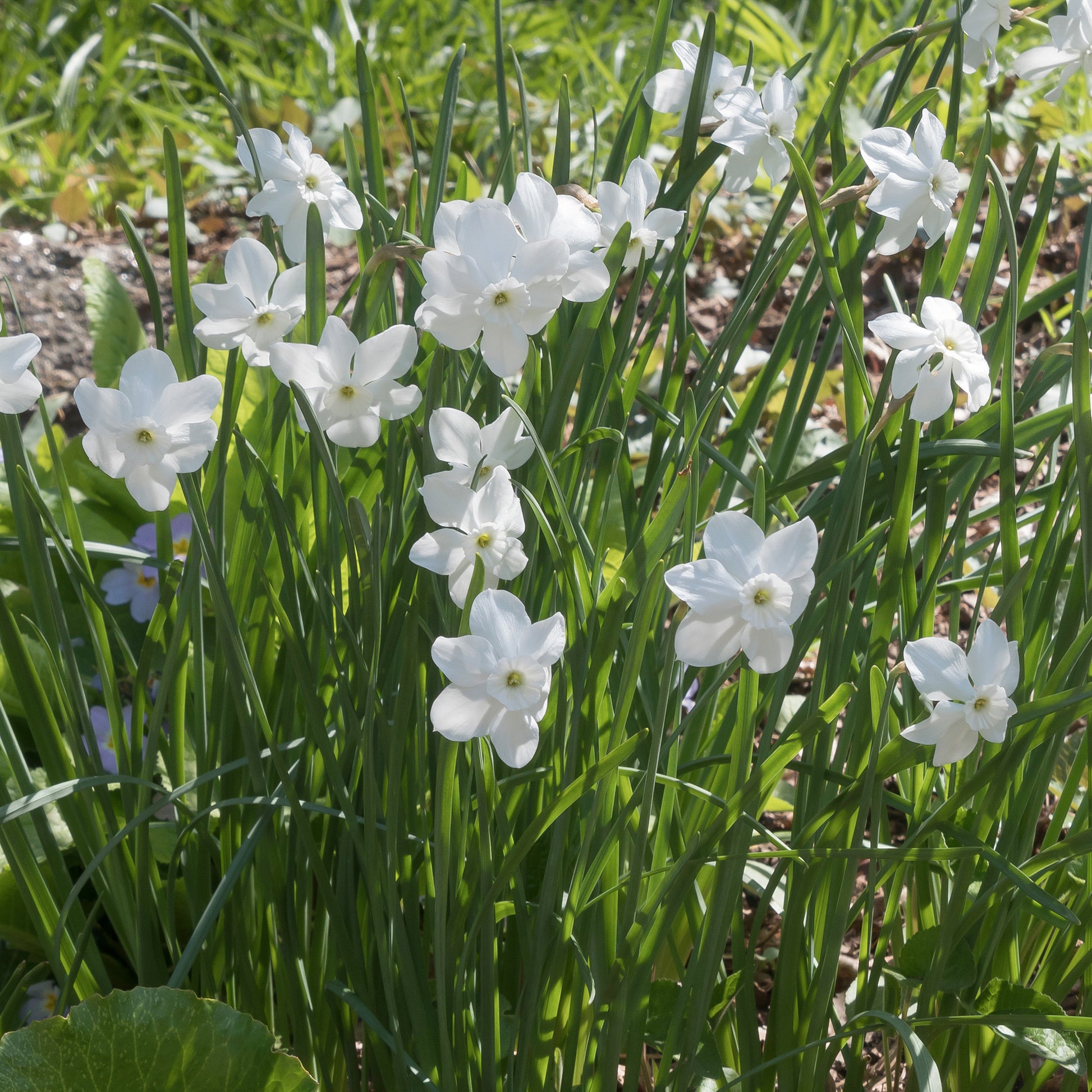 Mini-Narzissen Princess Zaide (x5) - Narcissus 'princess zaide' - Bakker