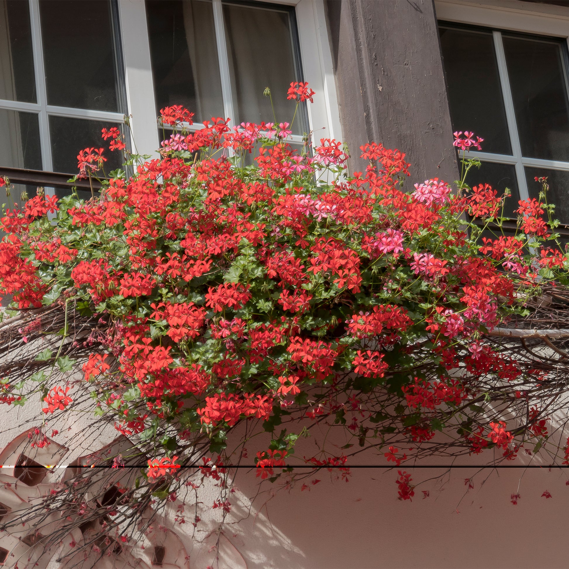 Hängegeranie rot - Geranien - Pelargonien - Bakker