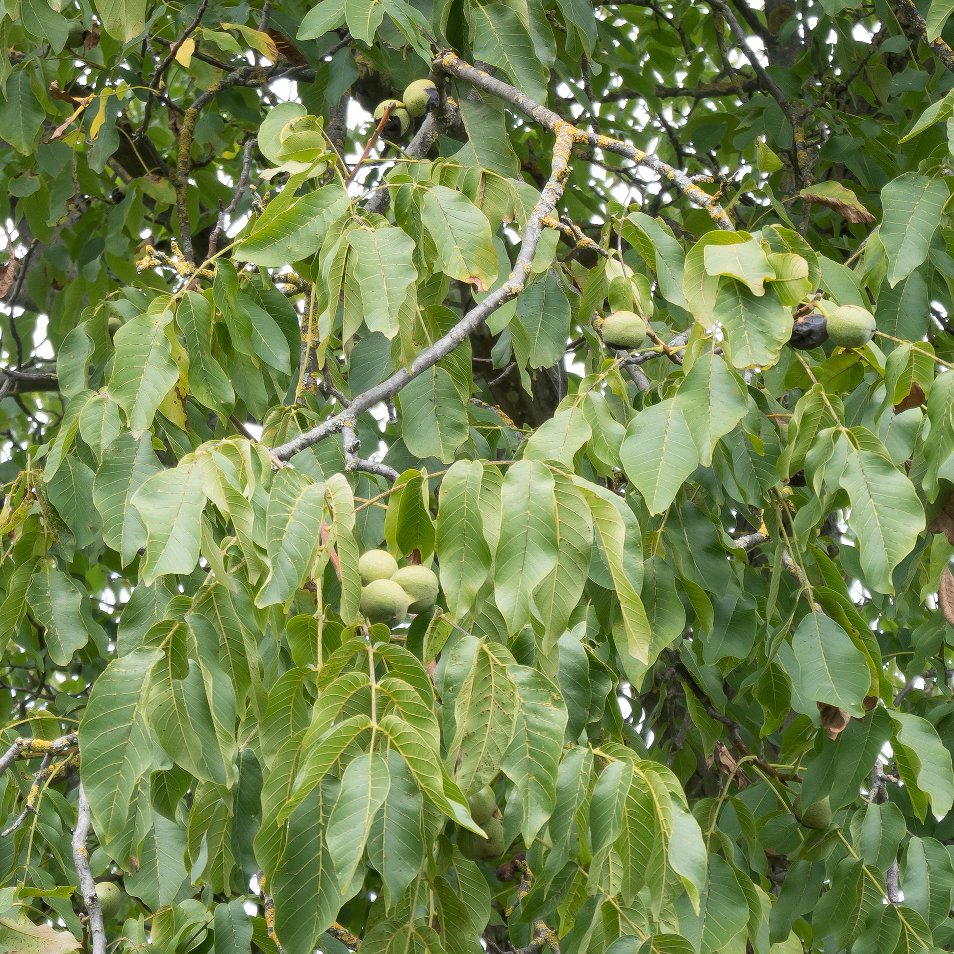 Walnuss - Walnuss ‘Chandler’ - Juglans regia Chandler