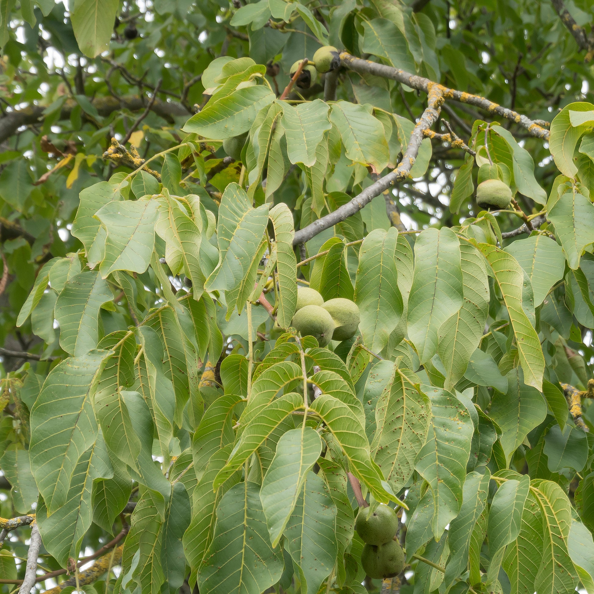Walnuss ‘Chandler’ - Juglans regia Chandler - Bakker