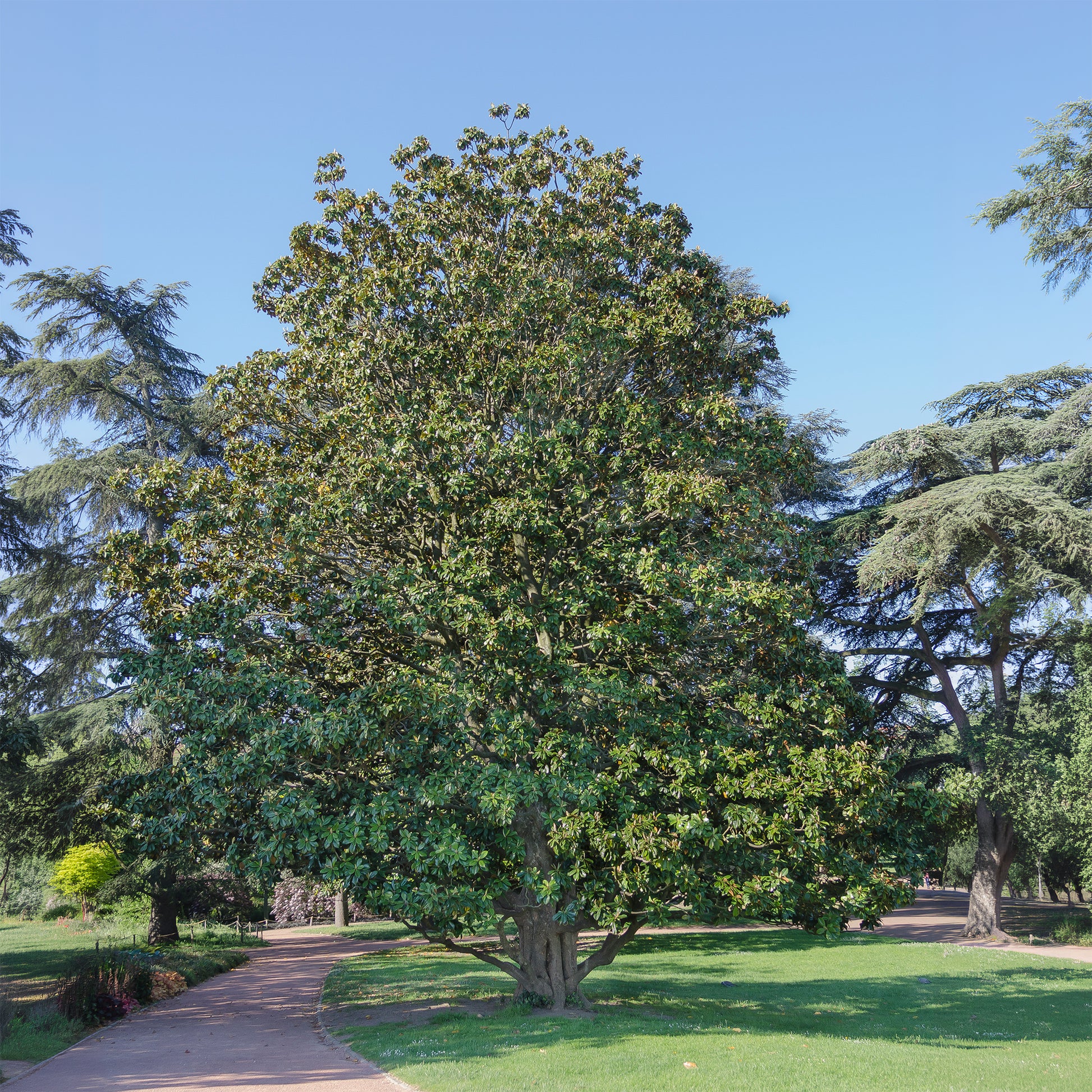 Großblütige Magnolie Alta - Magnolia grandiflora Alta - Bakker