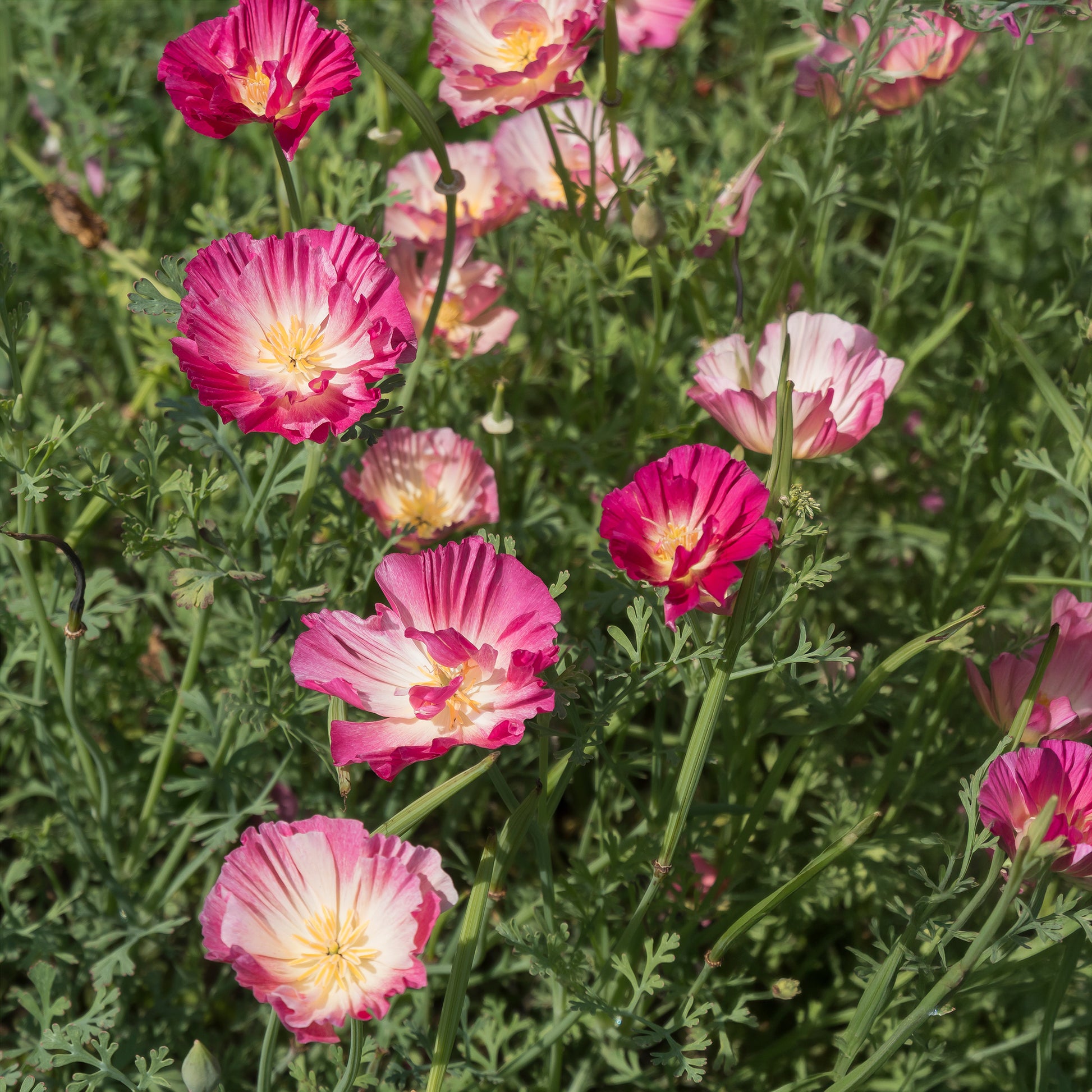 Samen für einjährige Blumen - Goldmohn 'Thai Silk Appleblossom' - Eschscholzia californica 'Thai Silk Appleblossom Chiffon imp.'