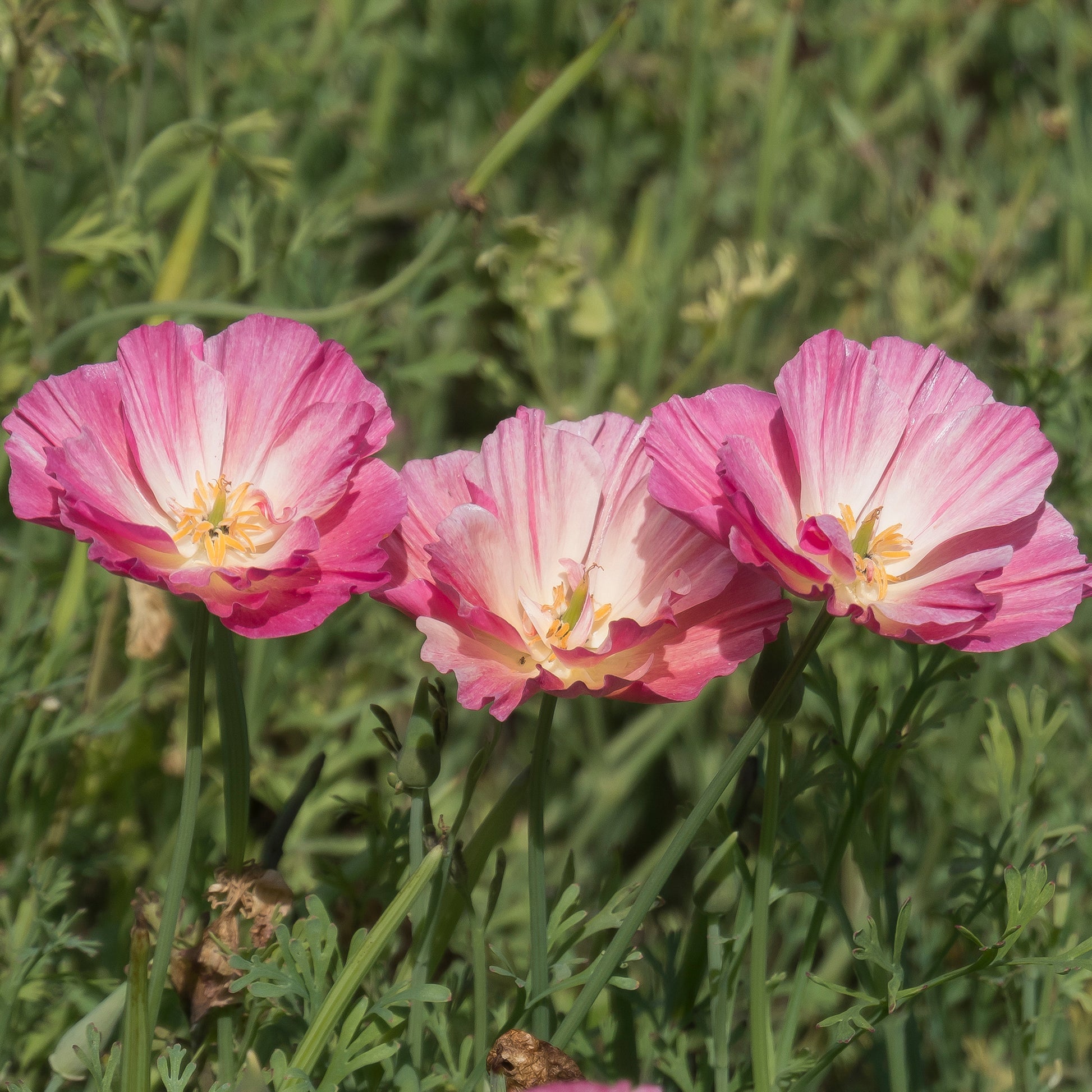 Goldmohn 'Thai Silk Appleblossom' - Samen für einjährige Blumen - Bakker