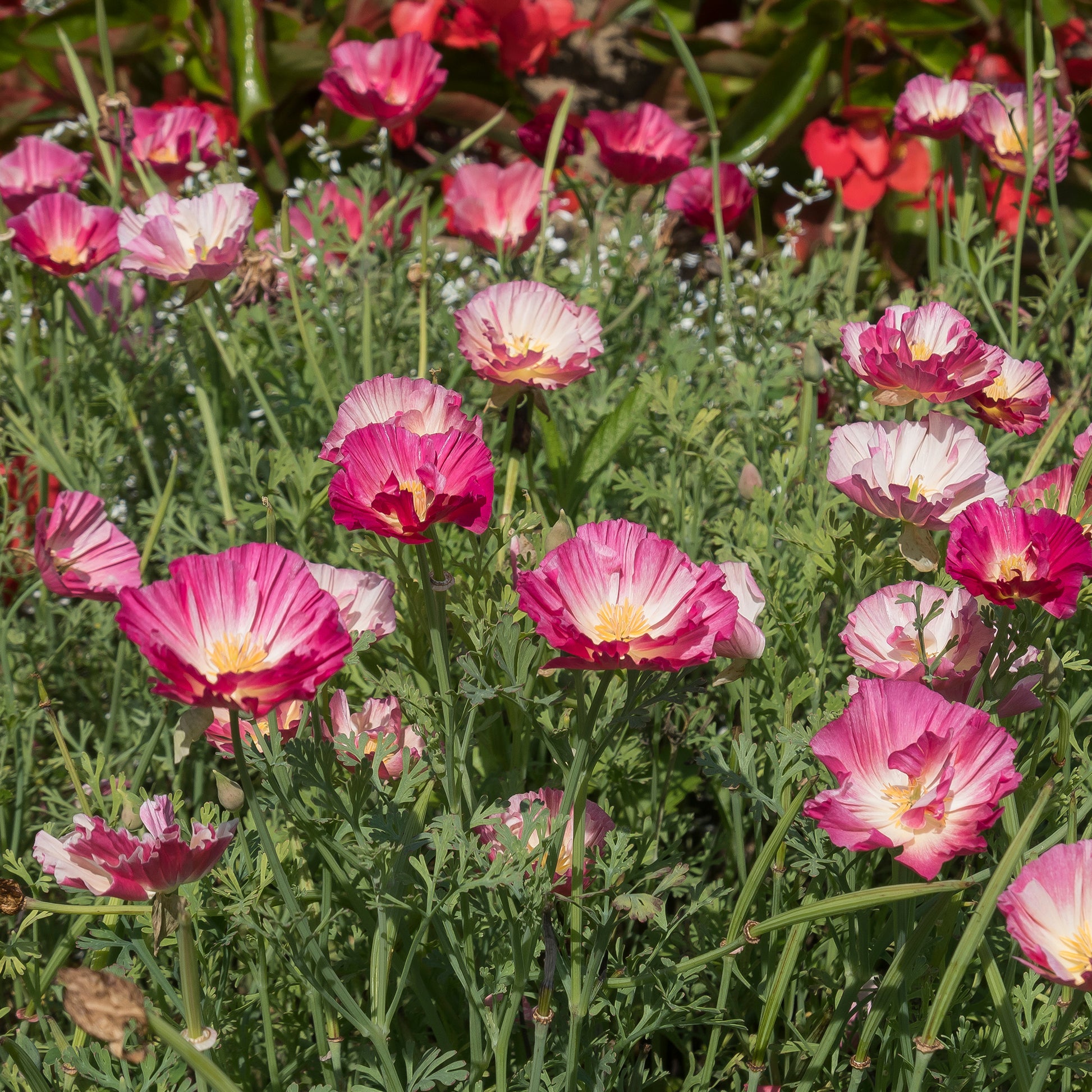 Verkauf Goldmohn 'Thai Silk Appleblossom' - Eschscholzia californica 'Thai Silk Appleblossom Chiffon imp.'