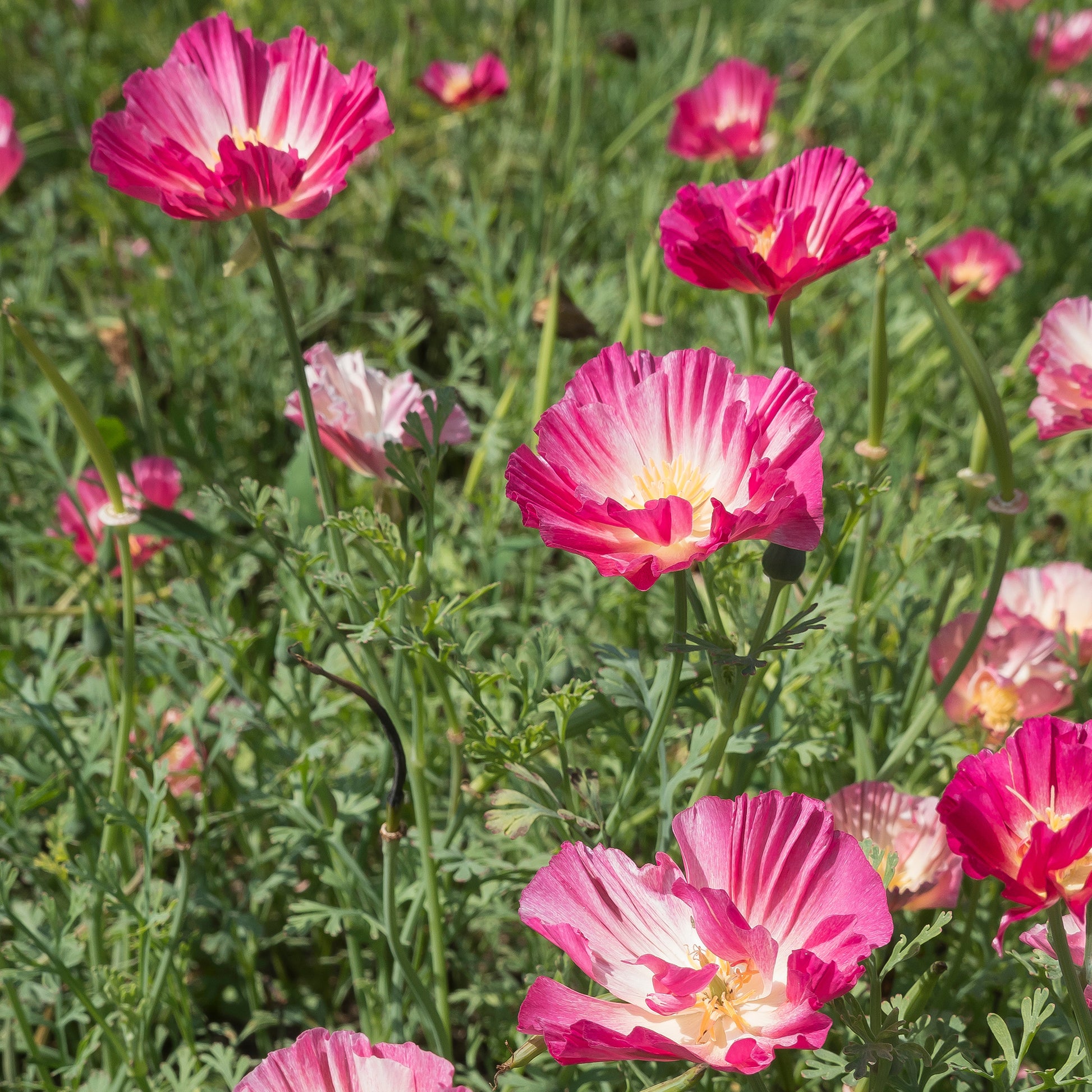Verkauf Goldmohn 'Thai Silk Appleblossom'