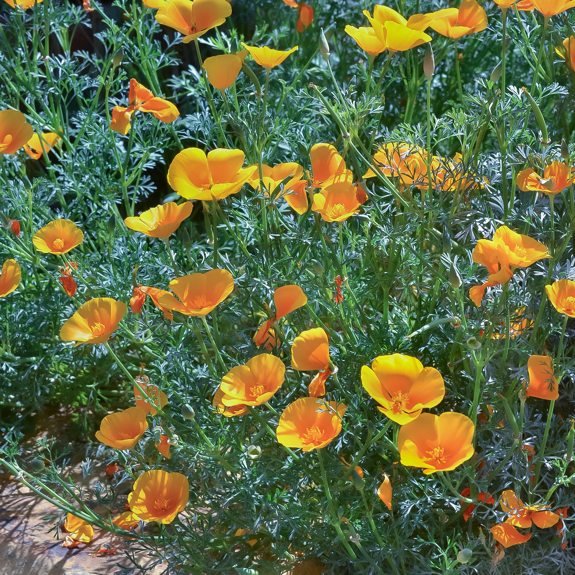 Verkauf Kalifornischer Goldmohn - Eschscholzia californica 'Aurantiaca'
