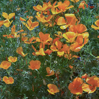 Verkauf Kalifornischer Goldmohn