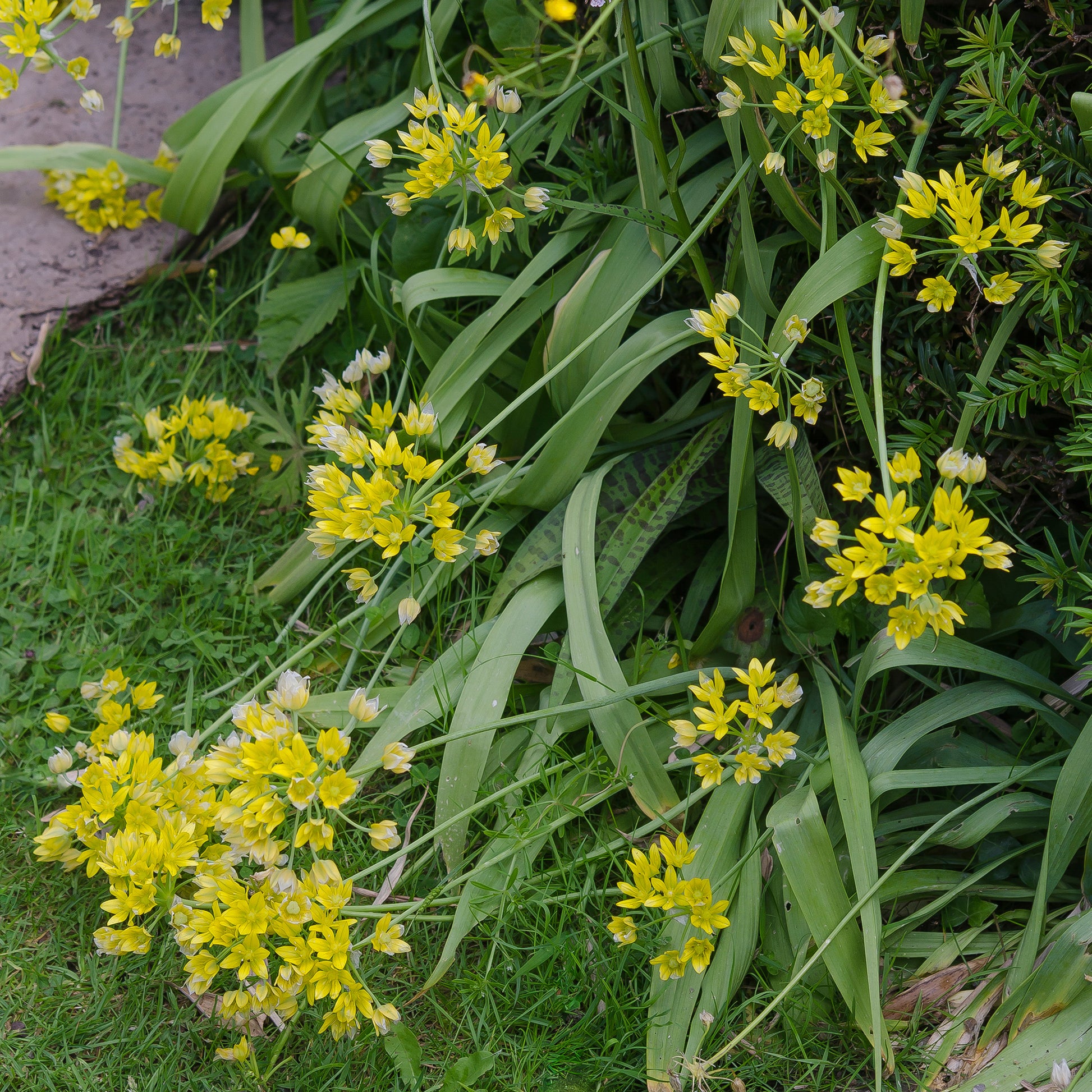 Verkauf Goldlauch - Allium moly
