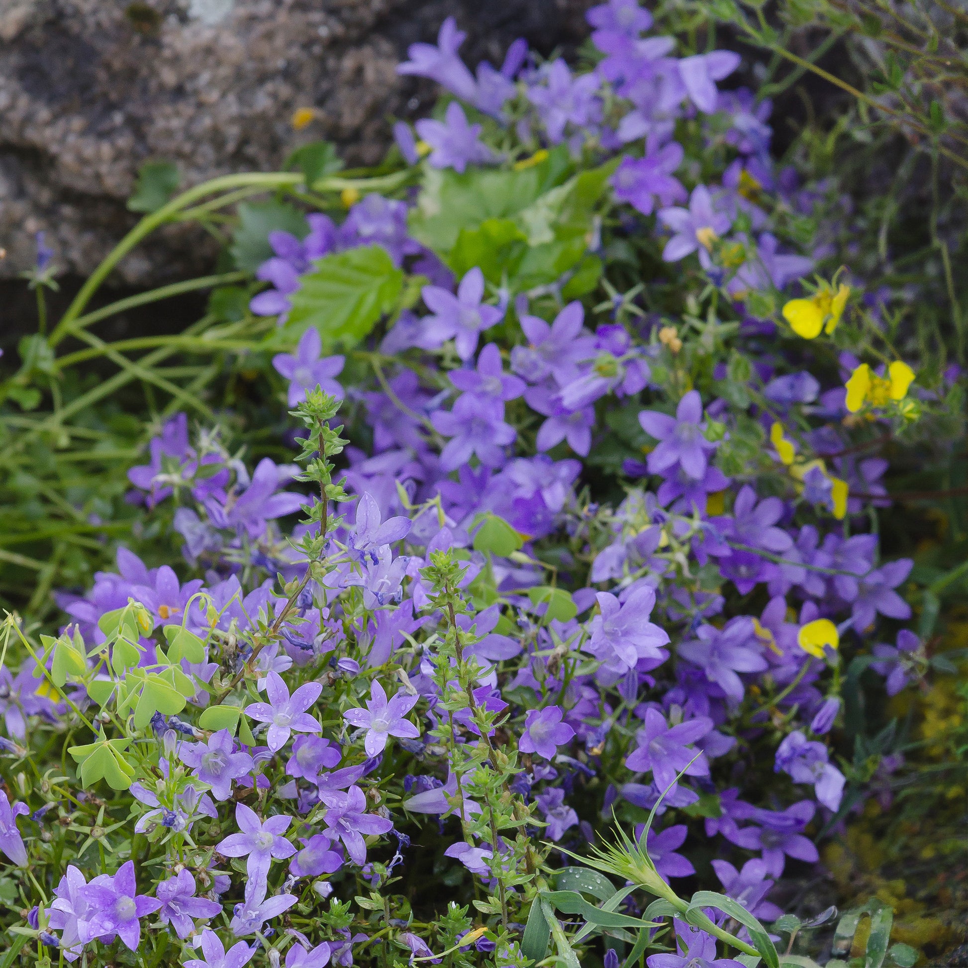 Verkauf Glockenblumen - Mauer-Glockenblume