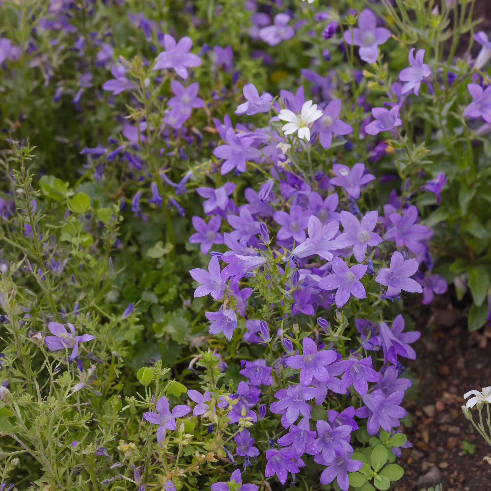 Verkauf Campanula portenschlagiana - Mauer-Glockenblume