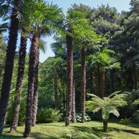 Verkauf Trachycarpus fortunei - Chinesische Hanfpalme