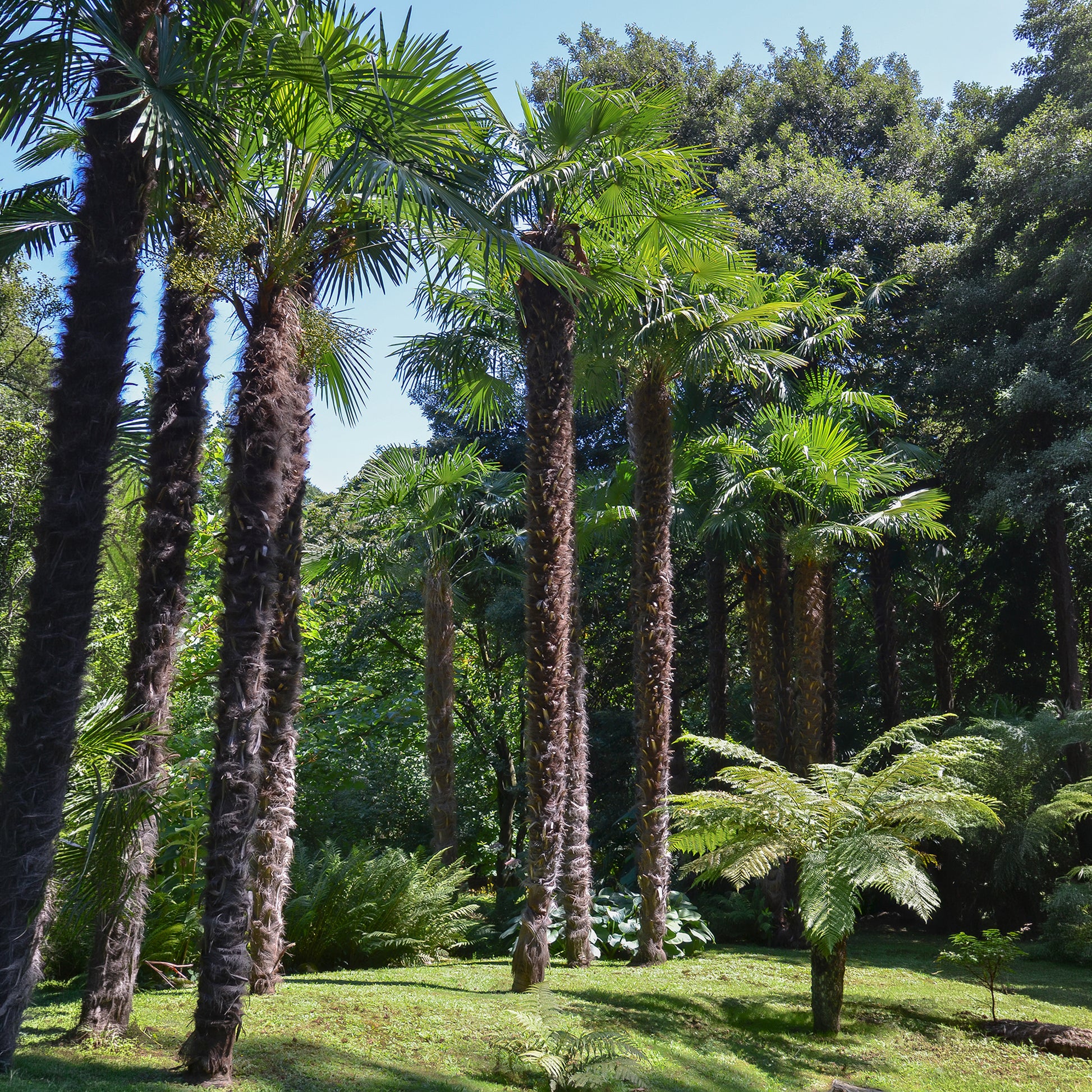 Verkauf Trachycarpus fortunei - Chinesische Hanfpalme