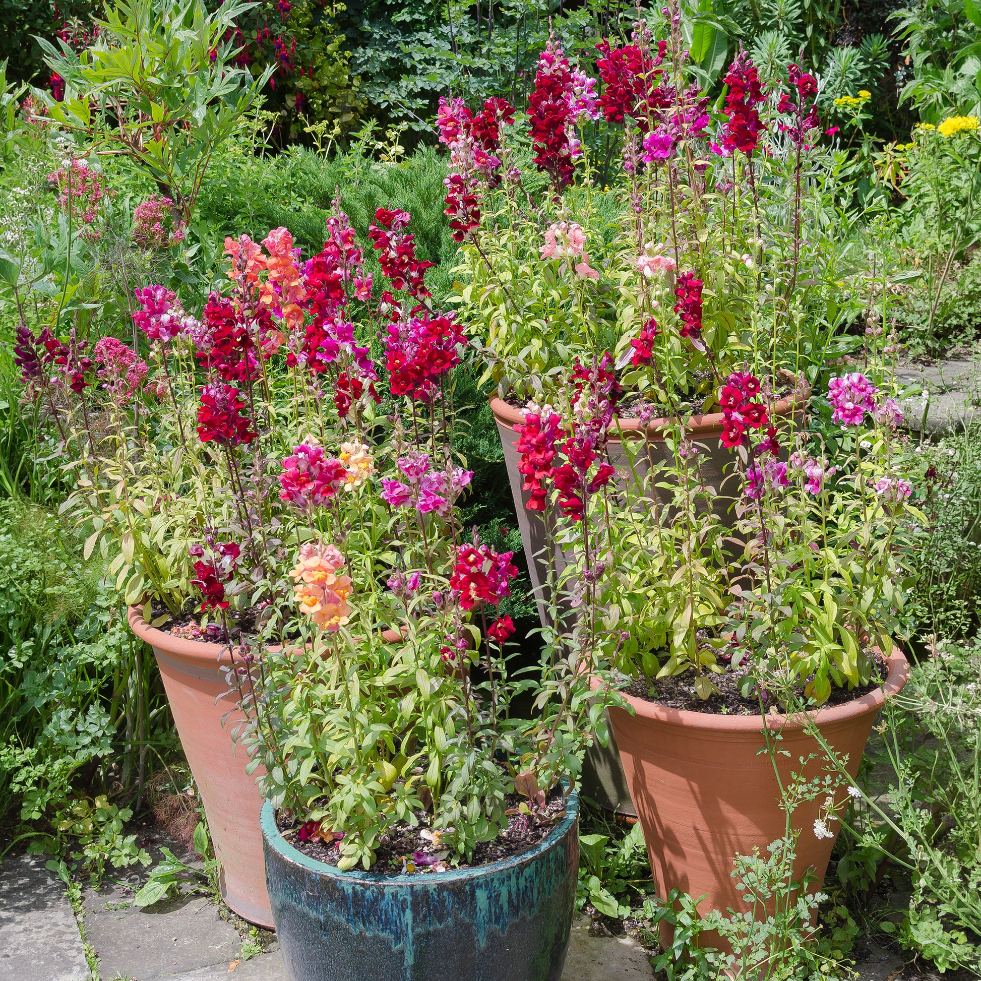 Löwenmäulchen Mischung 'Majestic' - Antirrhinum majus - Bakker