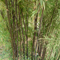 Phyllostachys nigra - Bambus schwarz - Bambus