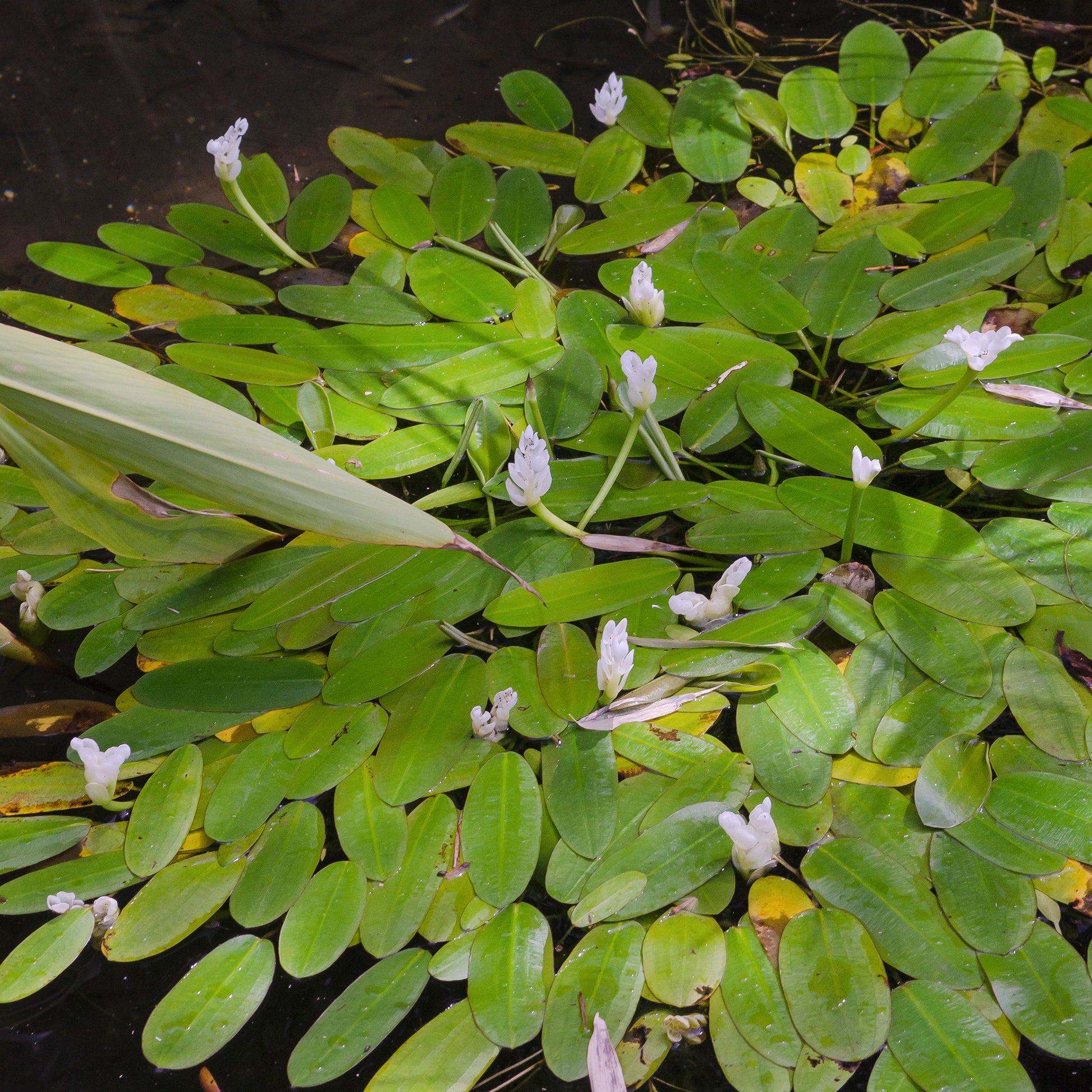 Alle Teichpflanzen - Wasser-Vanille - Aponogeton distachyos