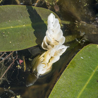 Verkauf Wasser-Vanille - Aponogeton distachyos