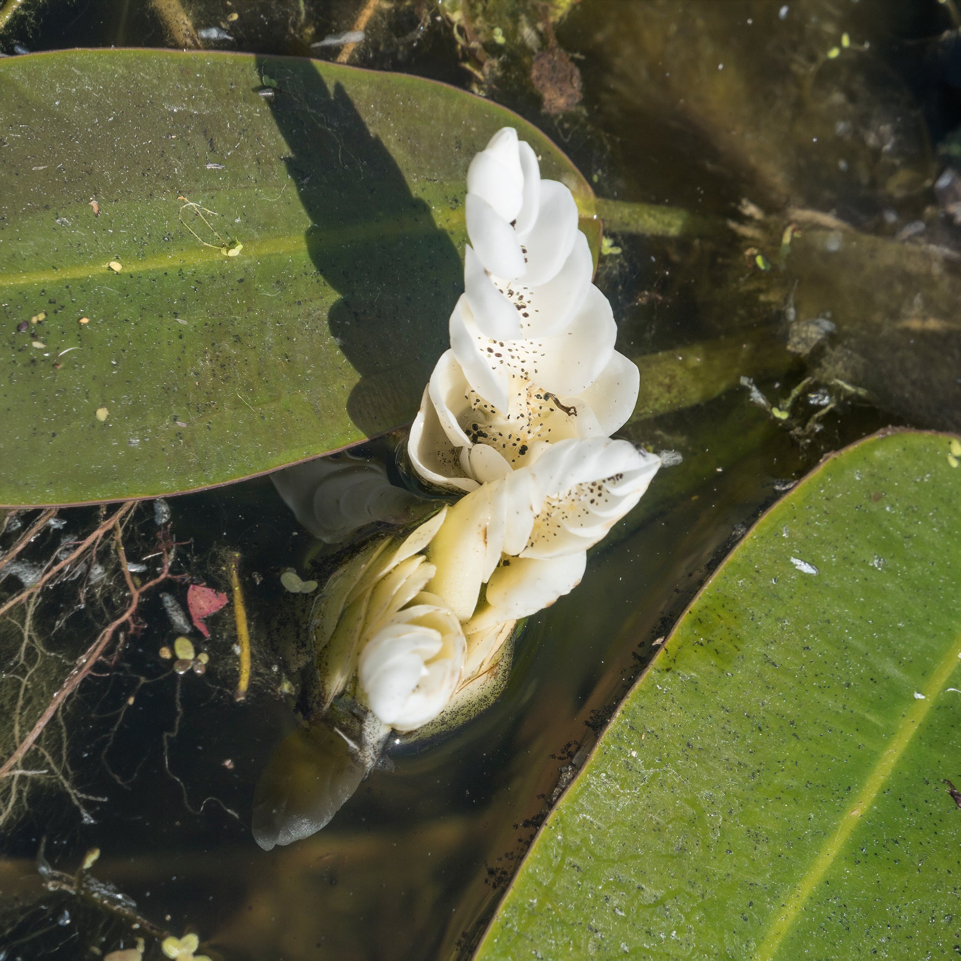Verkauf Wasser-Vanille - Aponogeton distachyos