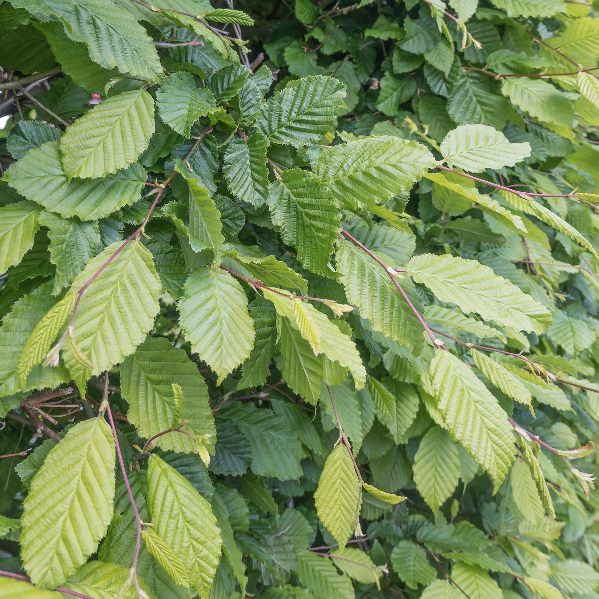 Carpinus betulus - Hainbuche - Hainbuche
