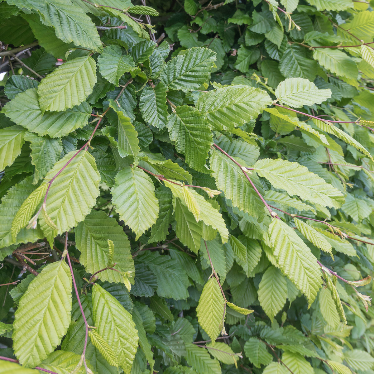 Carpinus betulus - Hainbuche - Hainbuche